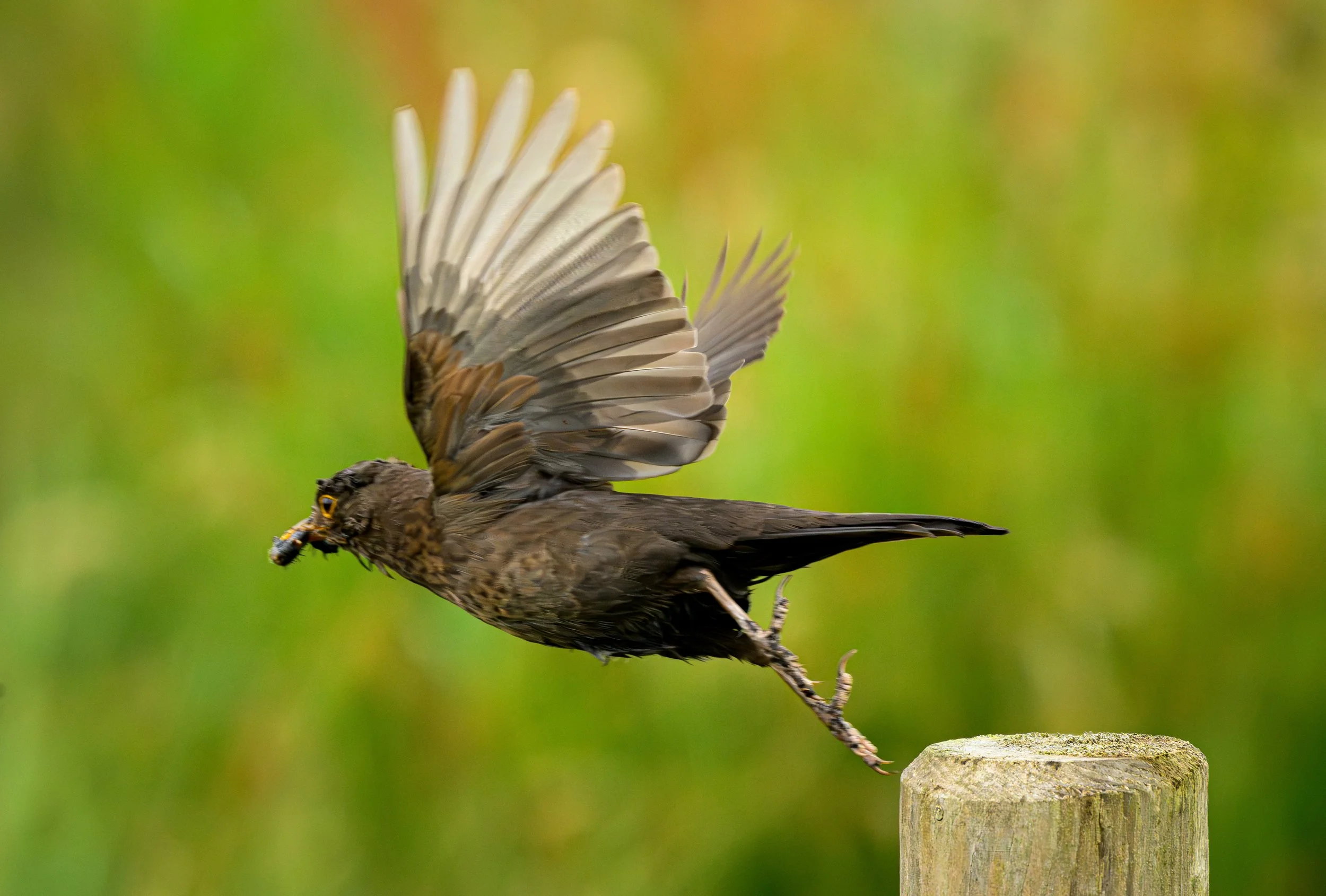 Song Birds_0042.jpg