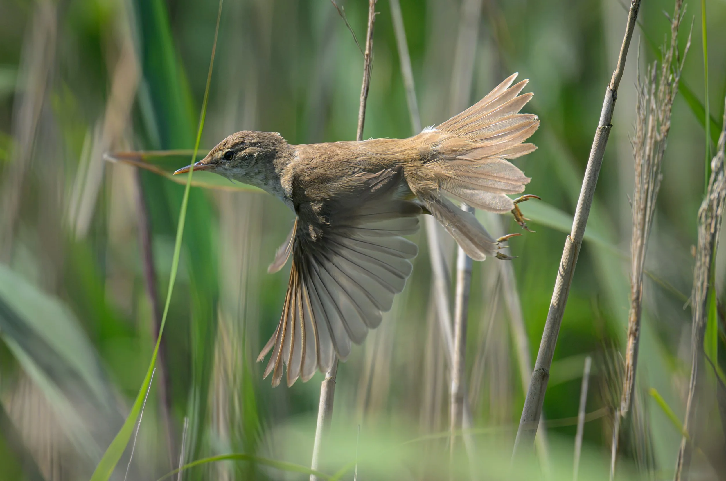 Song Birds_0062.jpg