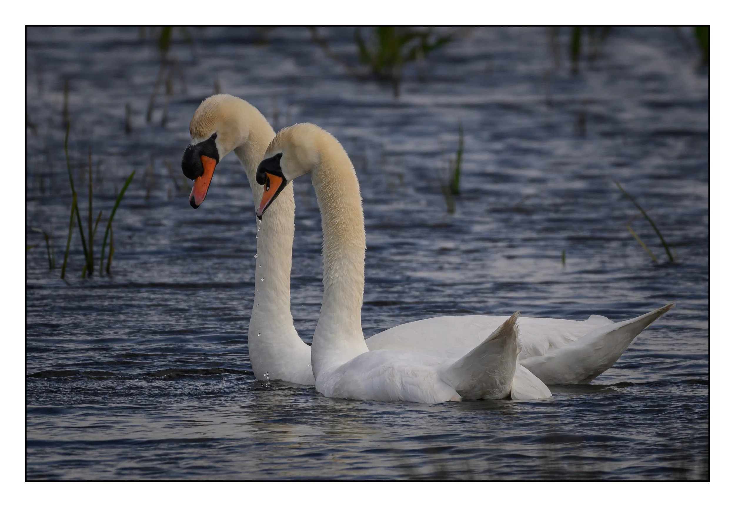 Mute Swan