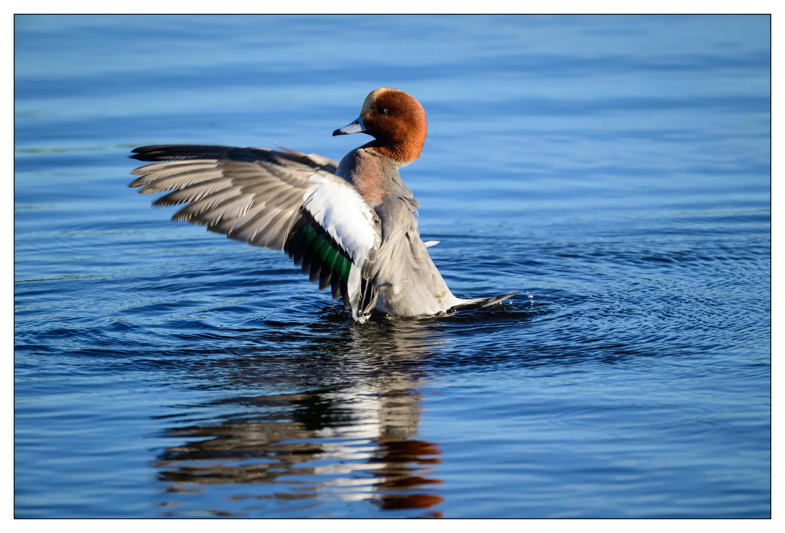 Wigeon