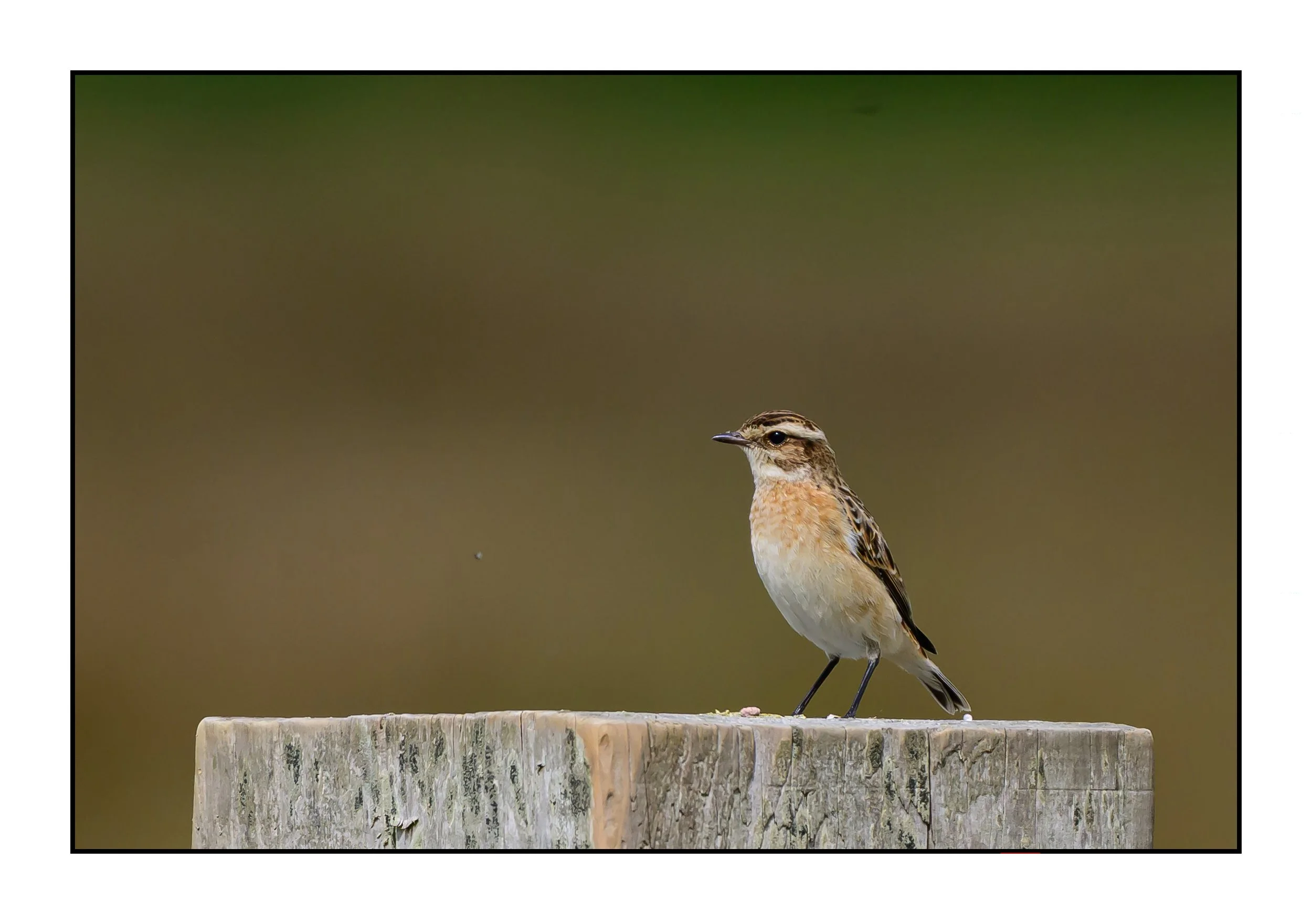 Winchat