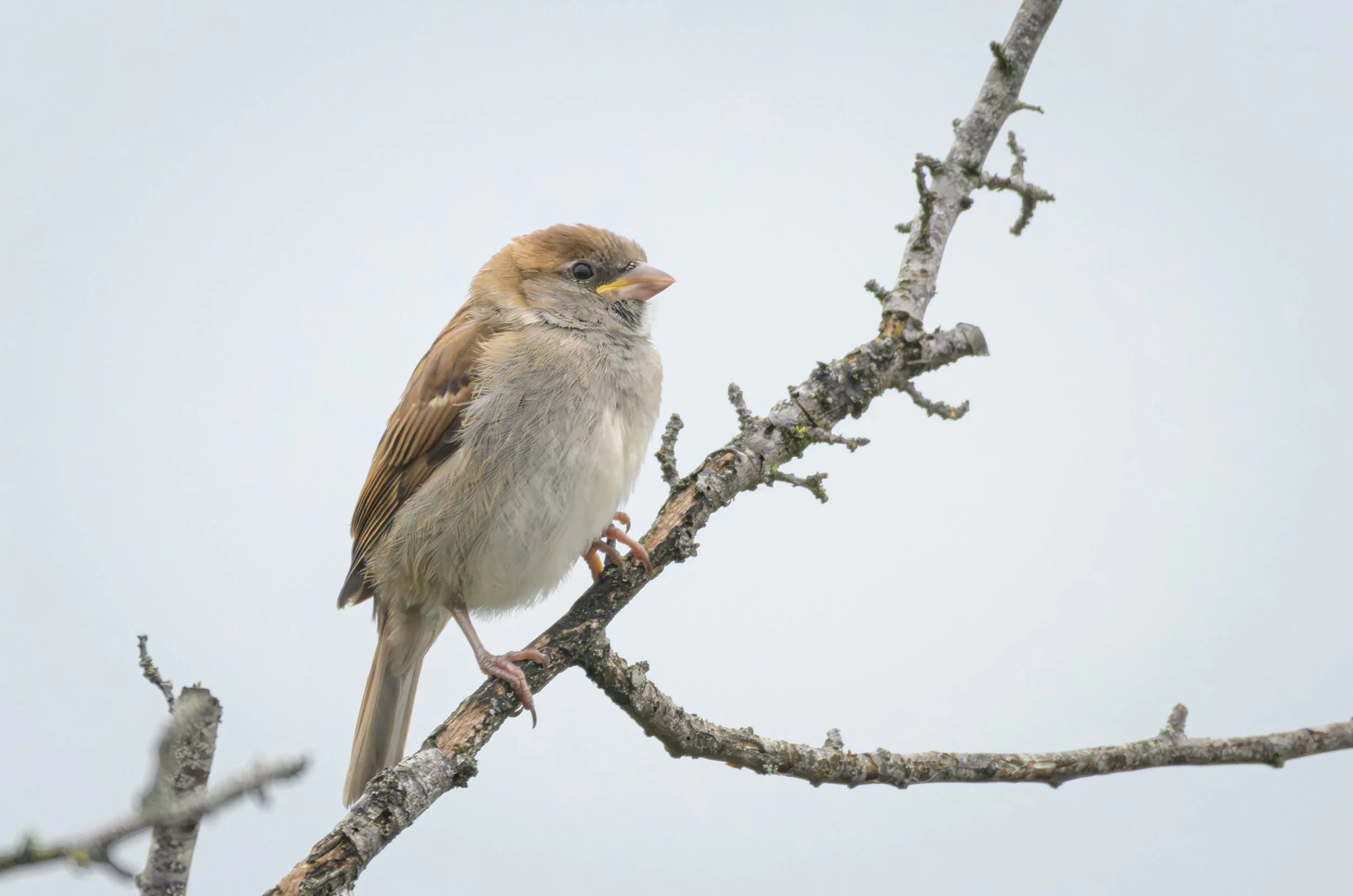 Song Birds_0037.jpg