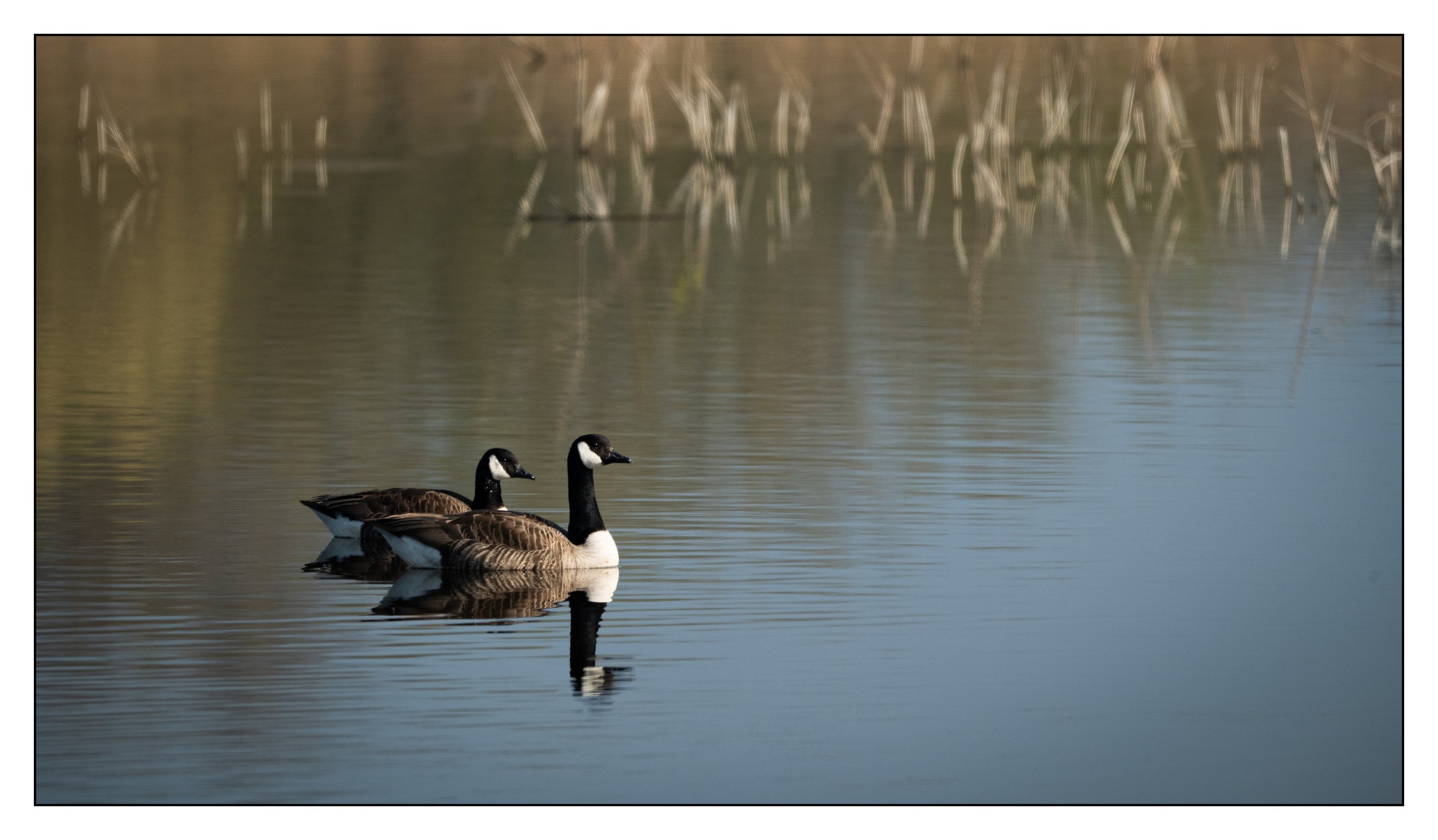 Canada Geese swimming on a lake