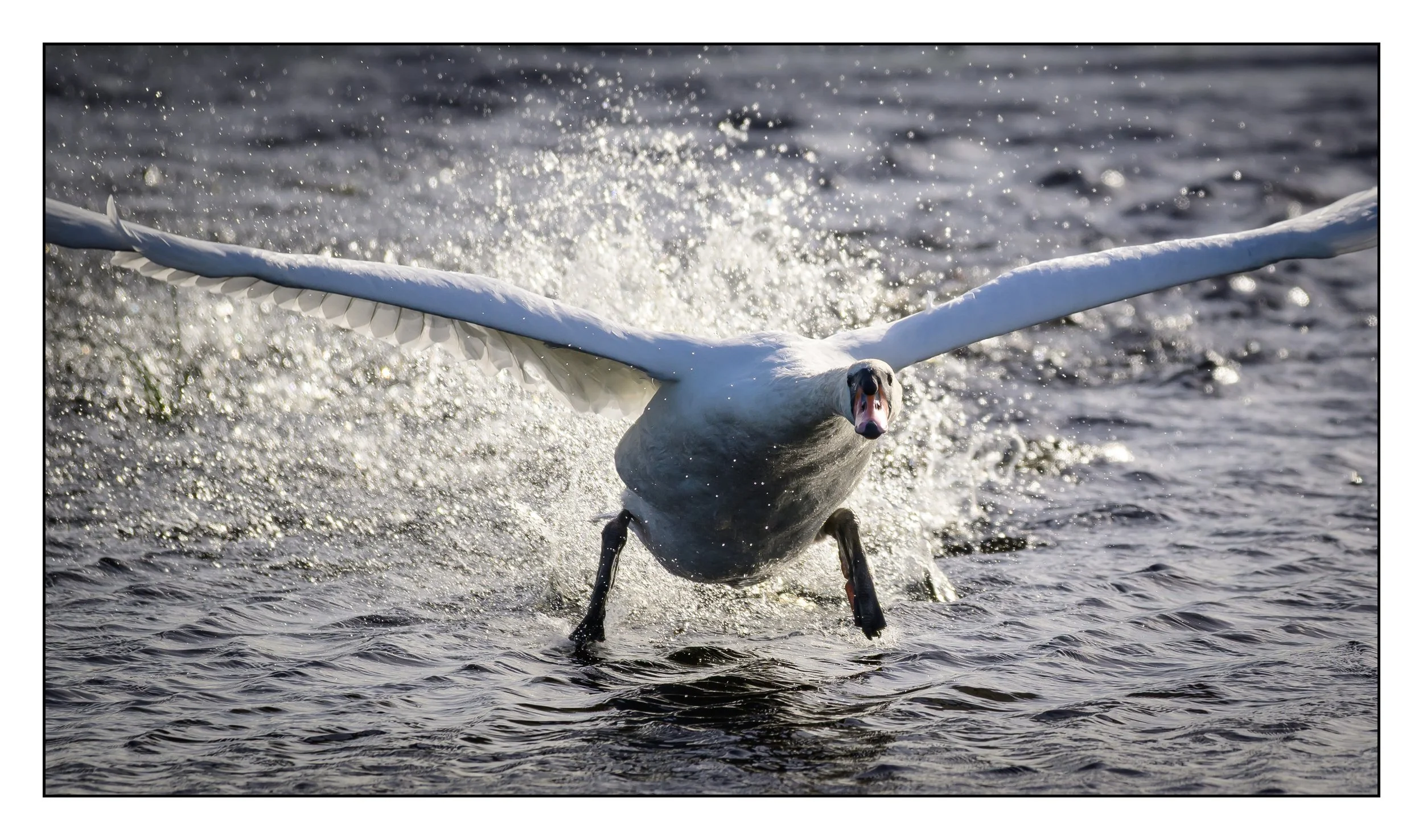 Mute Swan