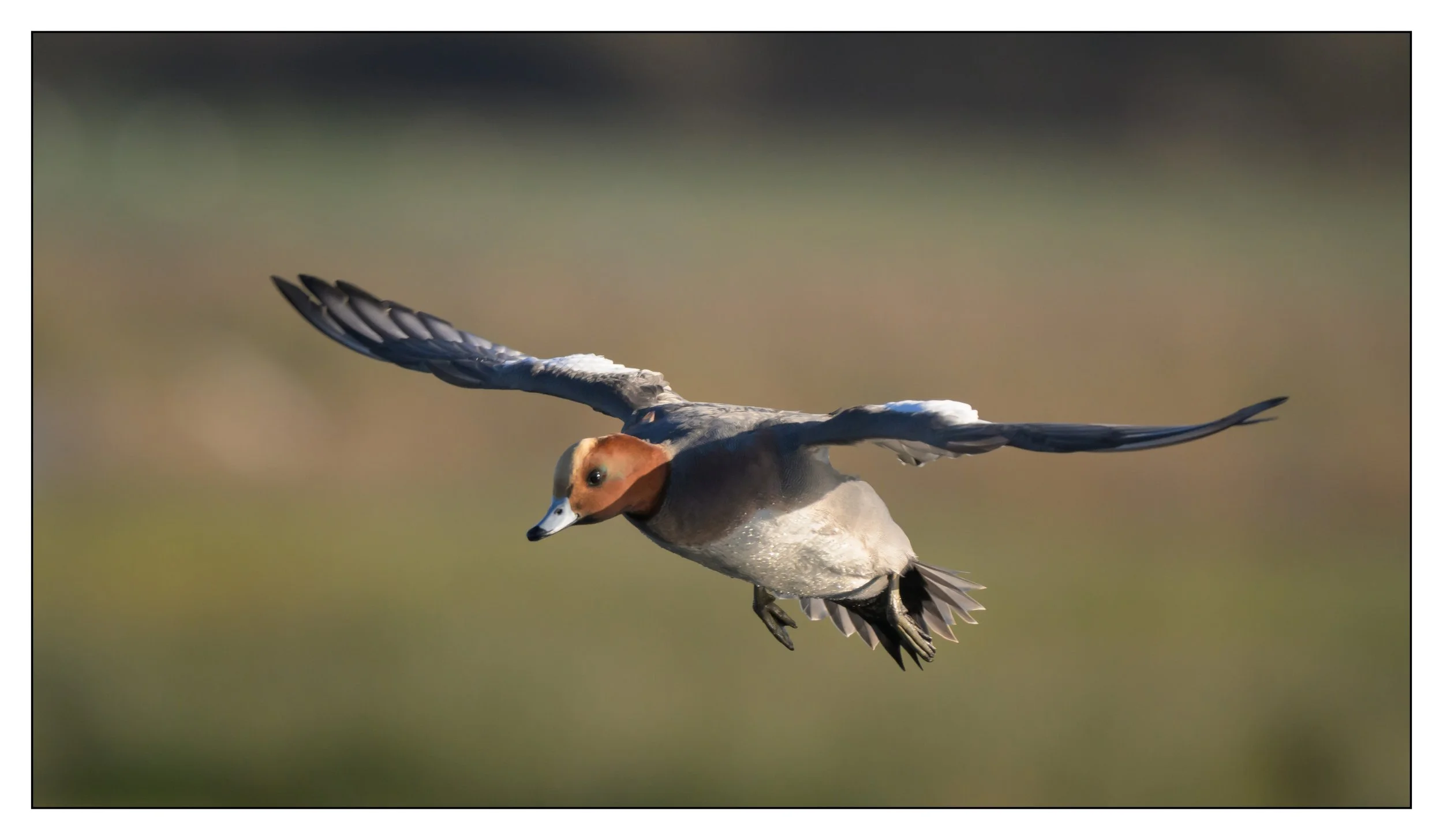 Wigeon