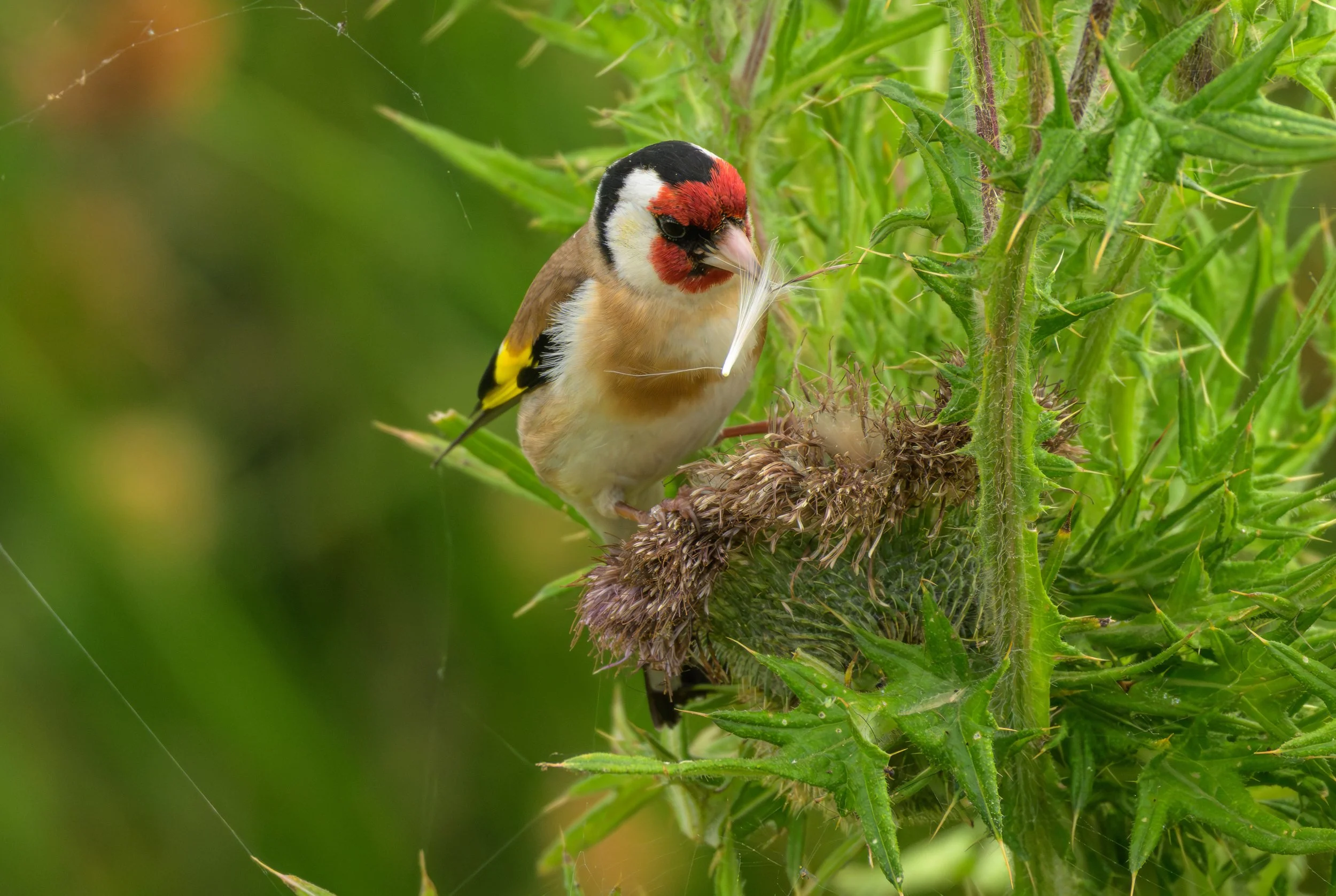 Song Birds_0041.jpg