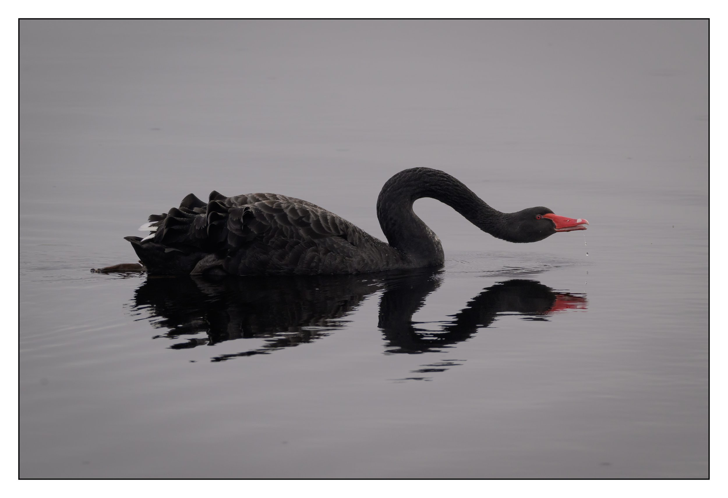 Black Swan