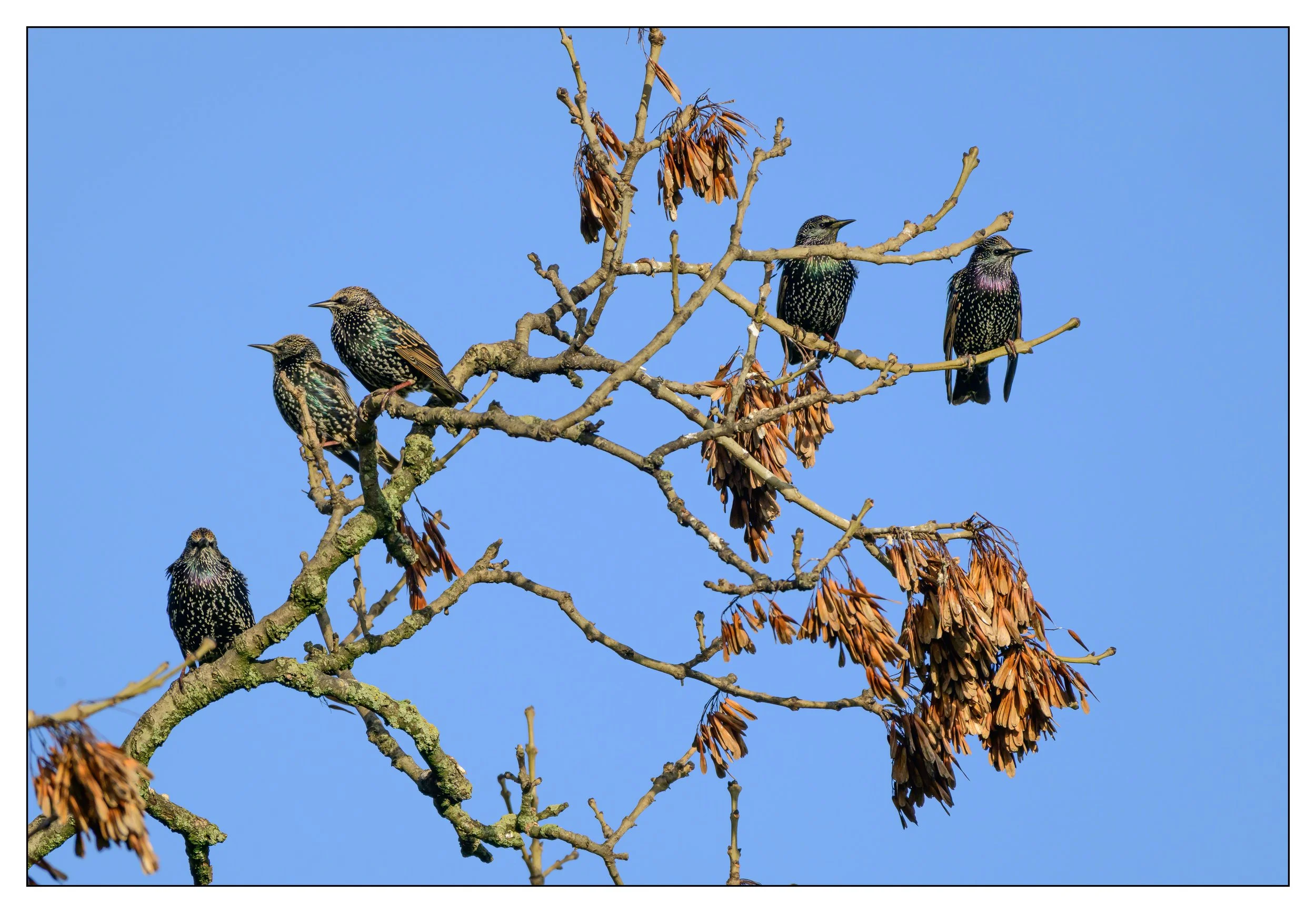 Song Birds_0013.jpg
