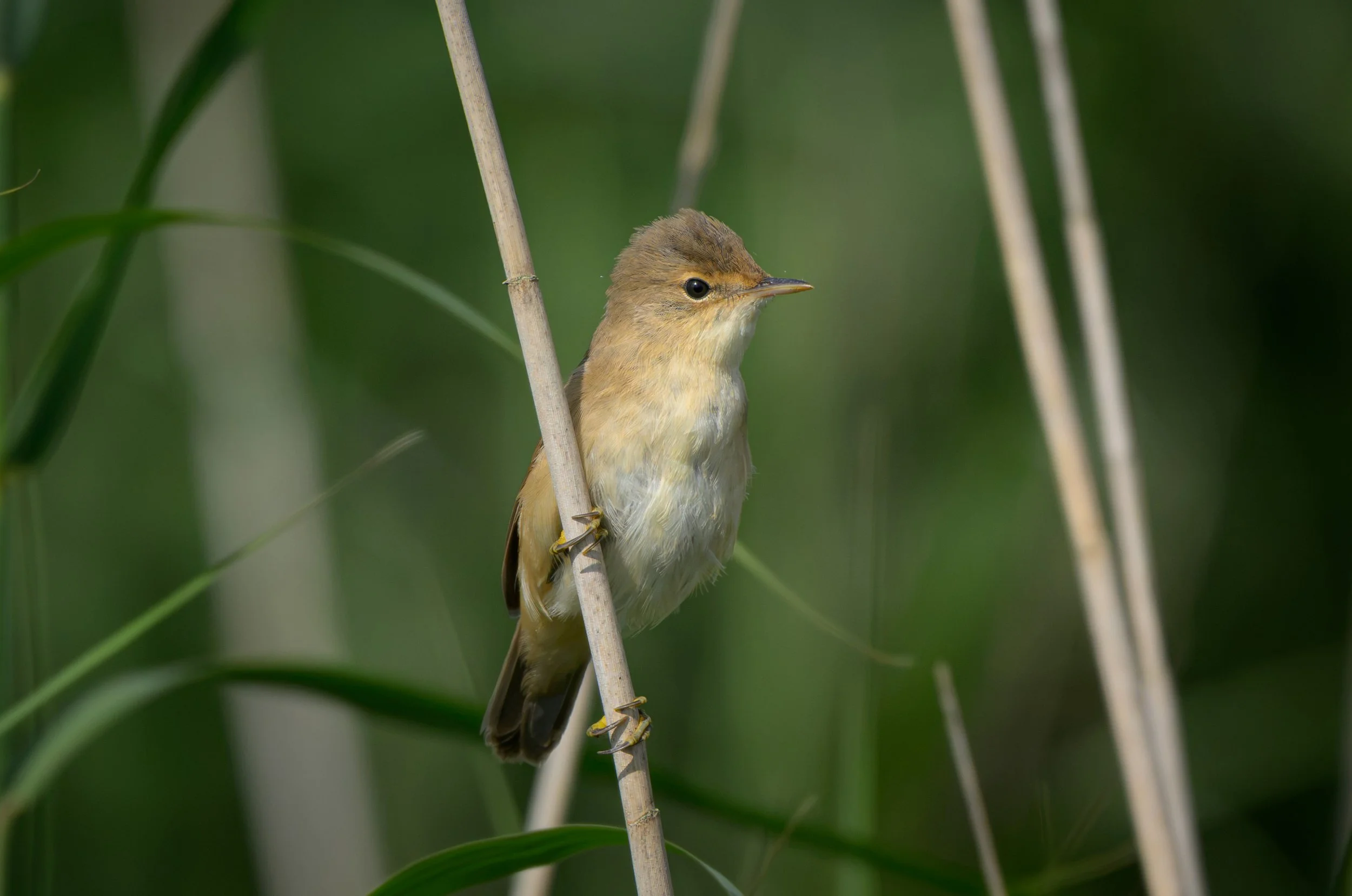 Song Birds_0058.jpg