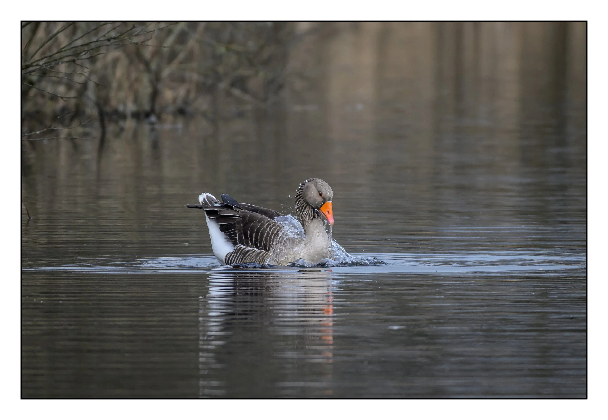 Greylag Geese