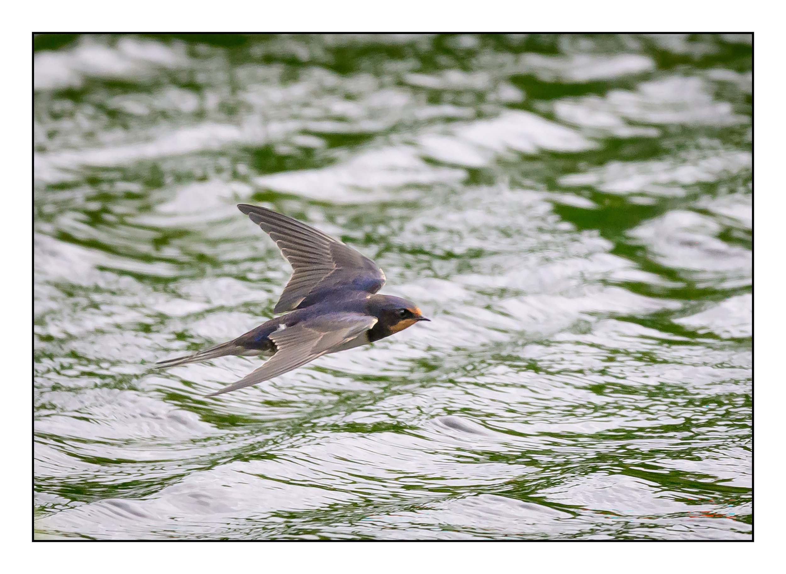 Song Birds_0009.jpg