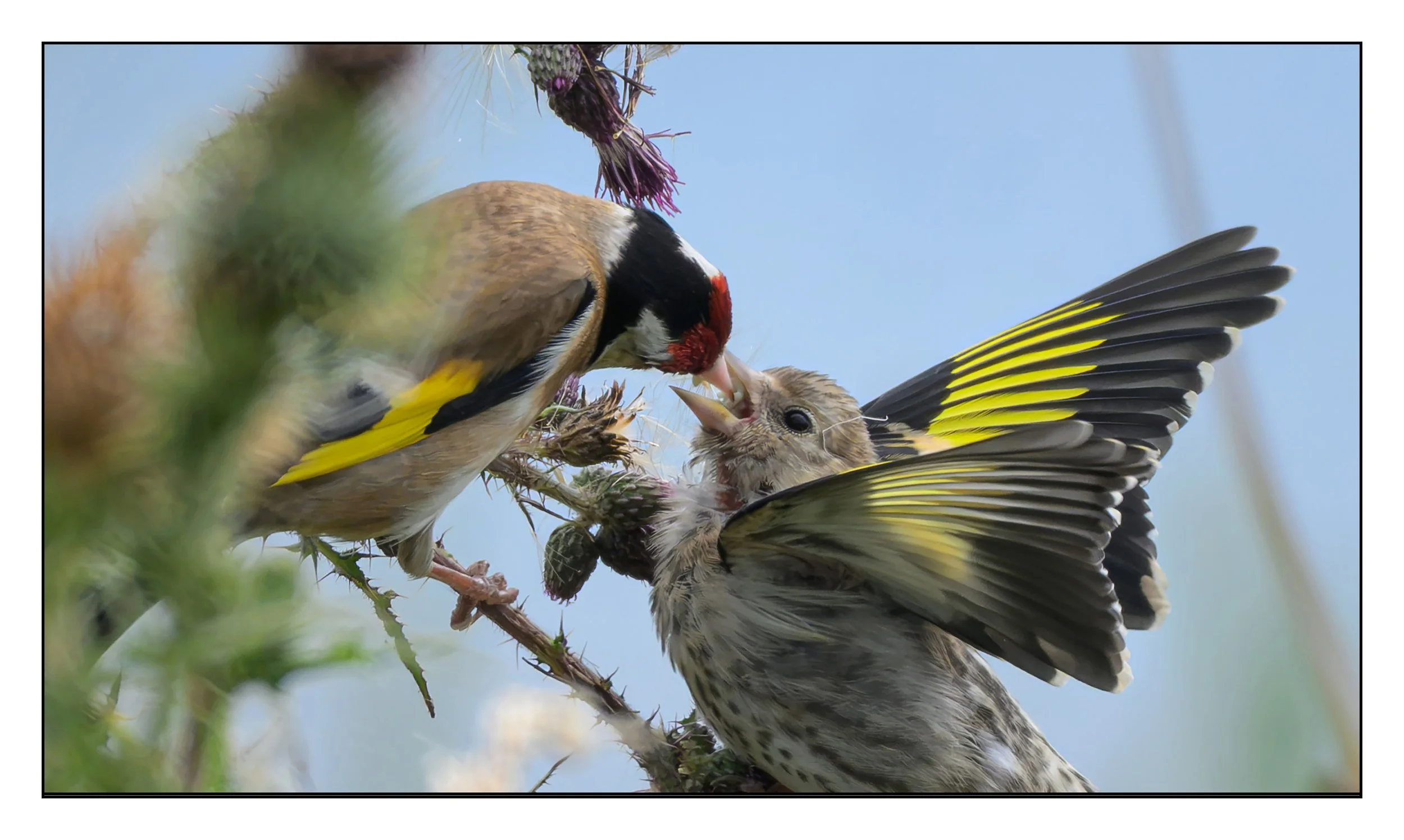 Song Birds_0056.jpg