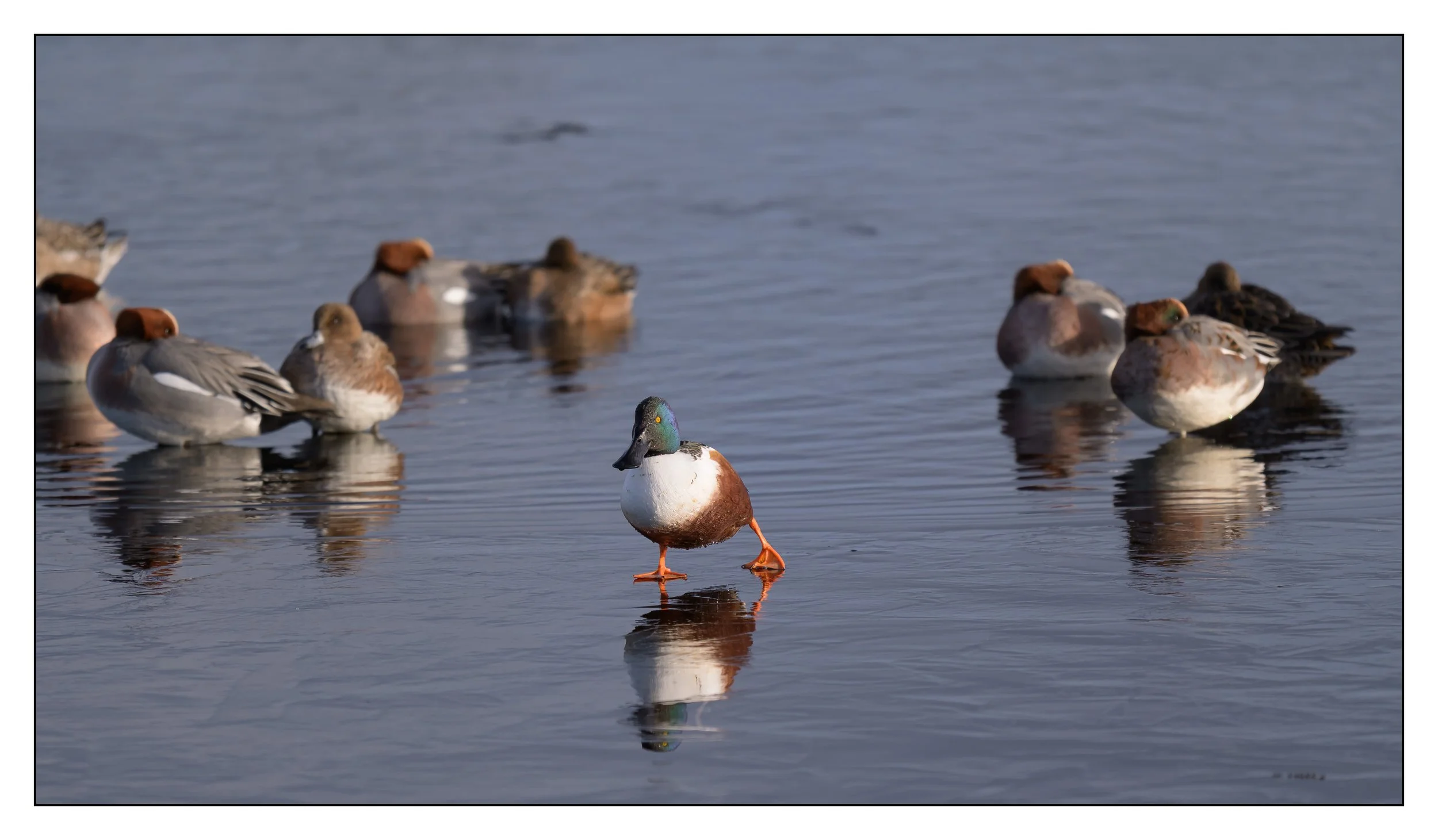 Northern Shoveler