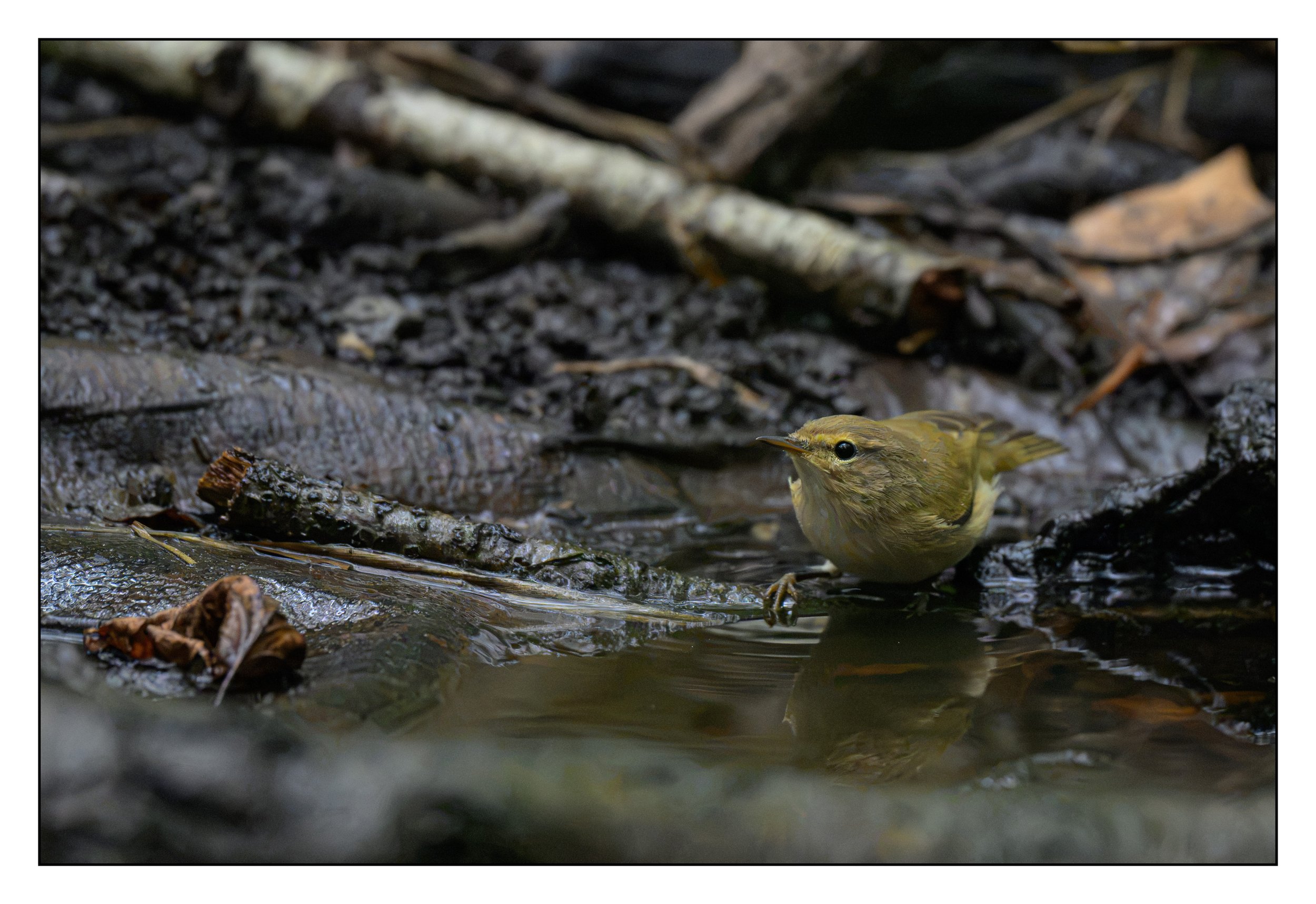 Goldcrest