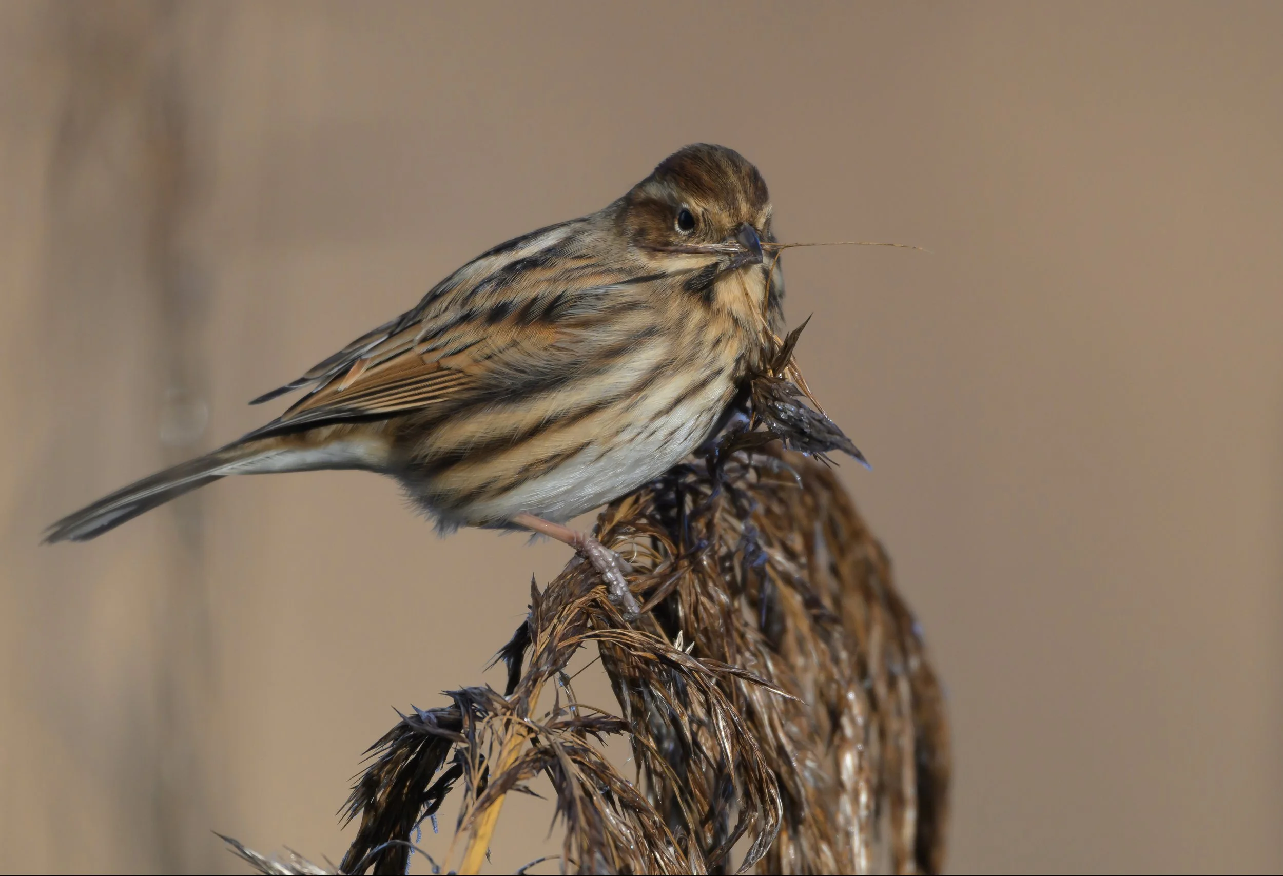 Song Birds_0020.jpg