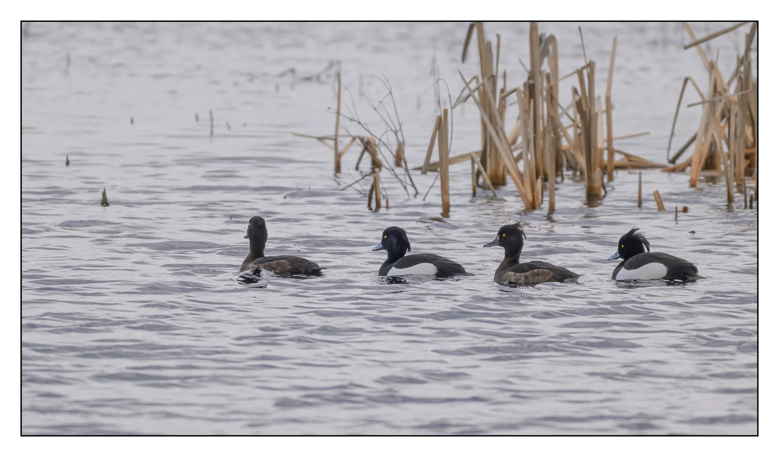 Tufted Duck