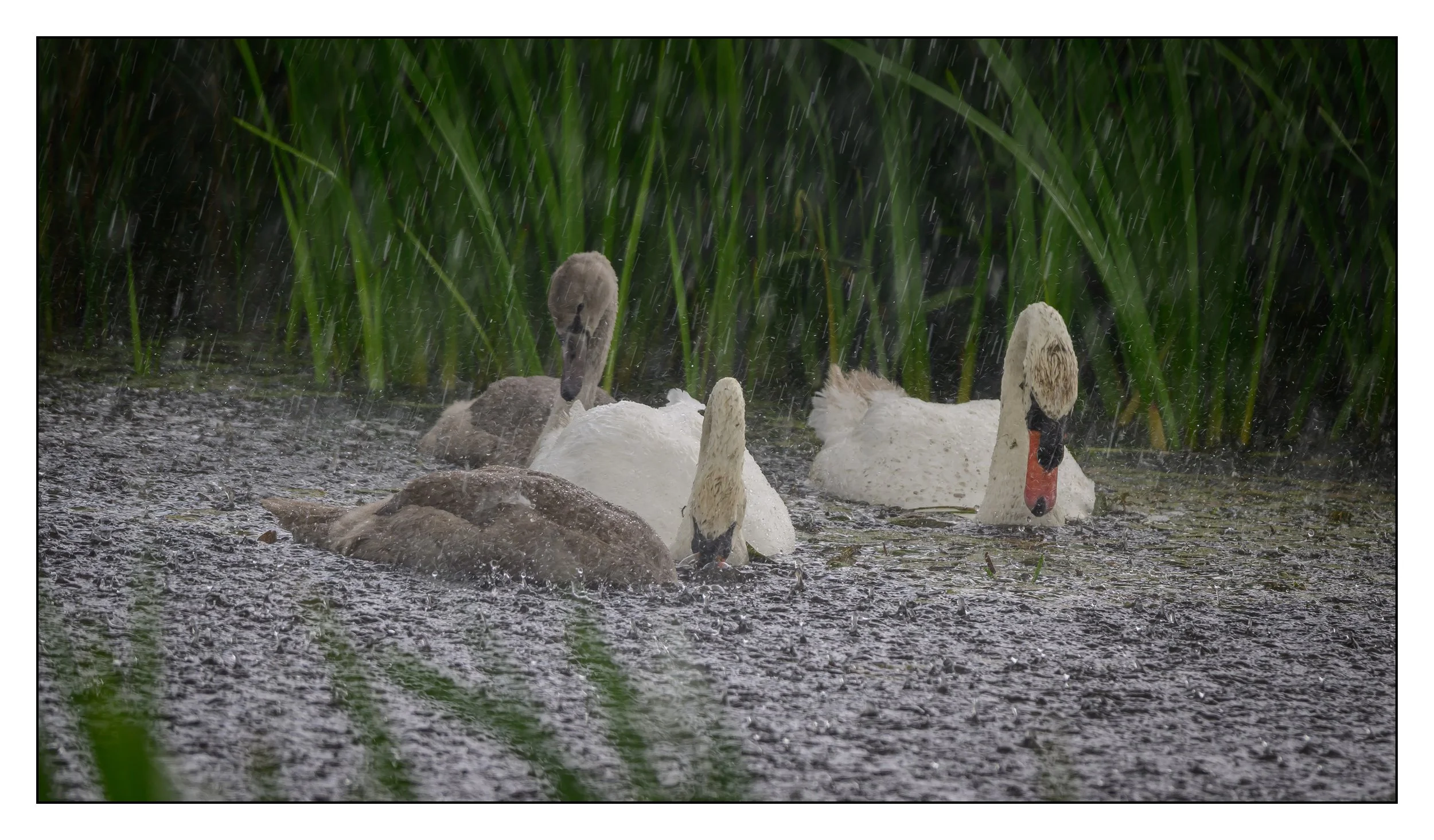 Mute Swan