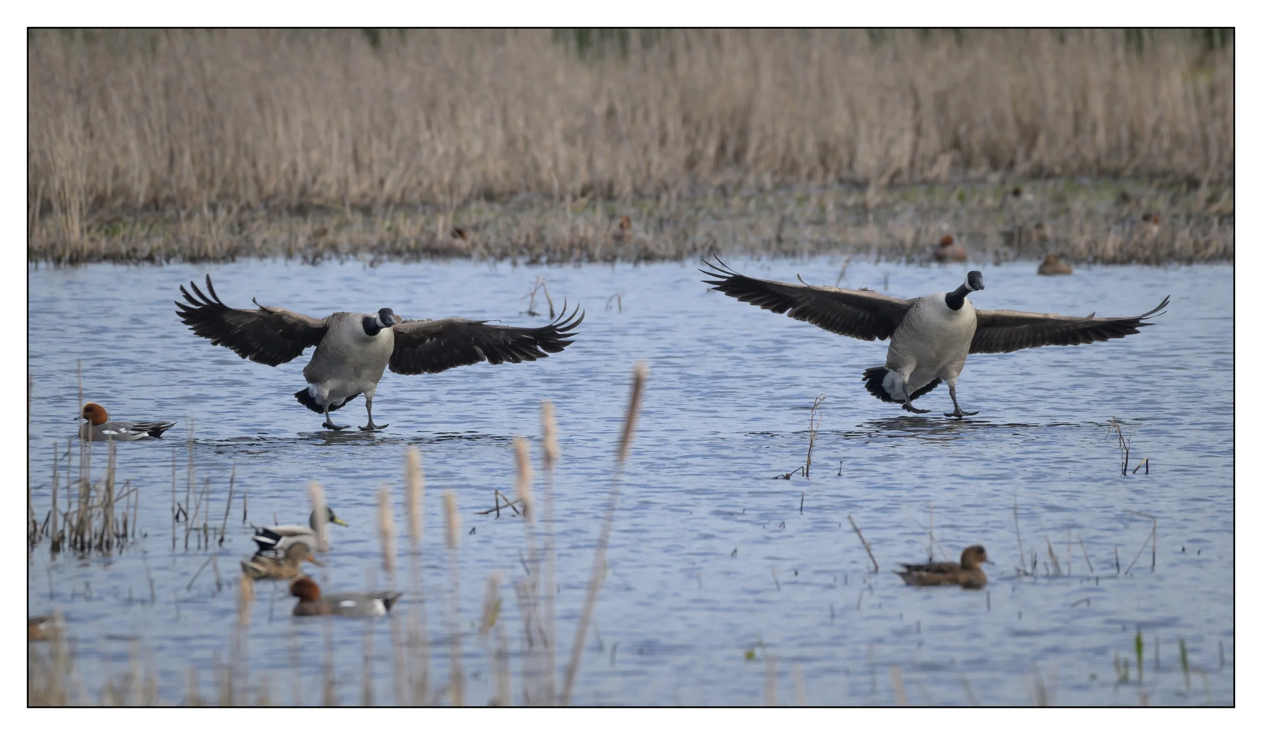 Canada Geese landing on a lake