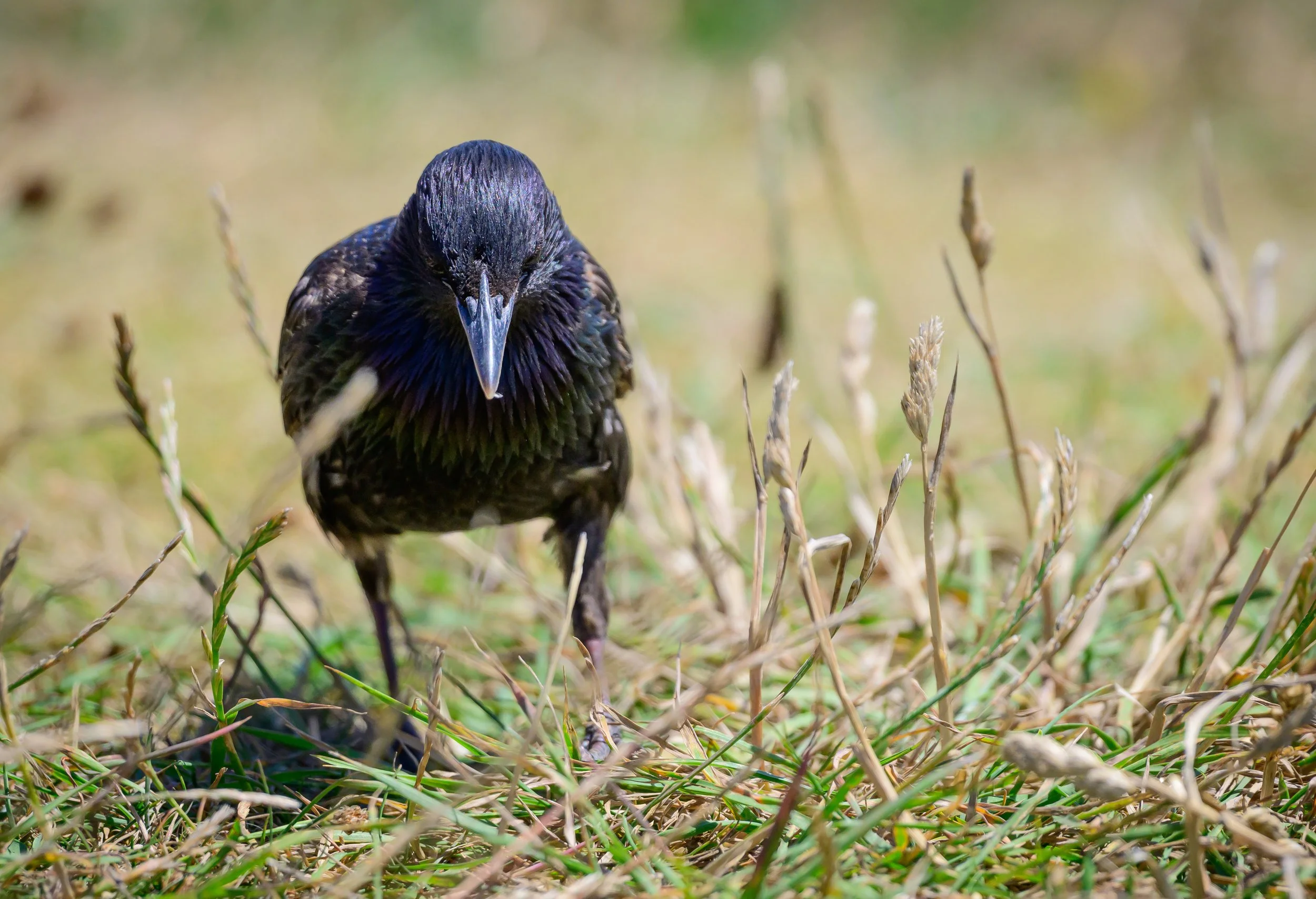 Song Birds_0003.jpg
