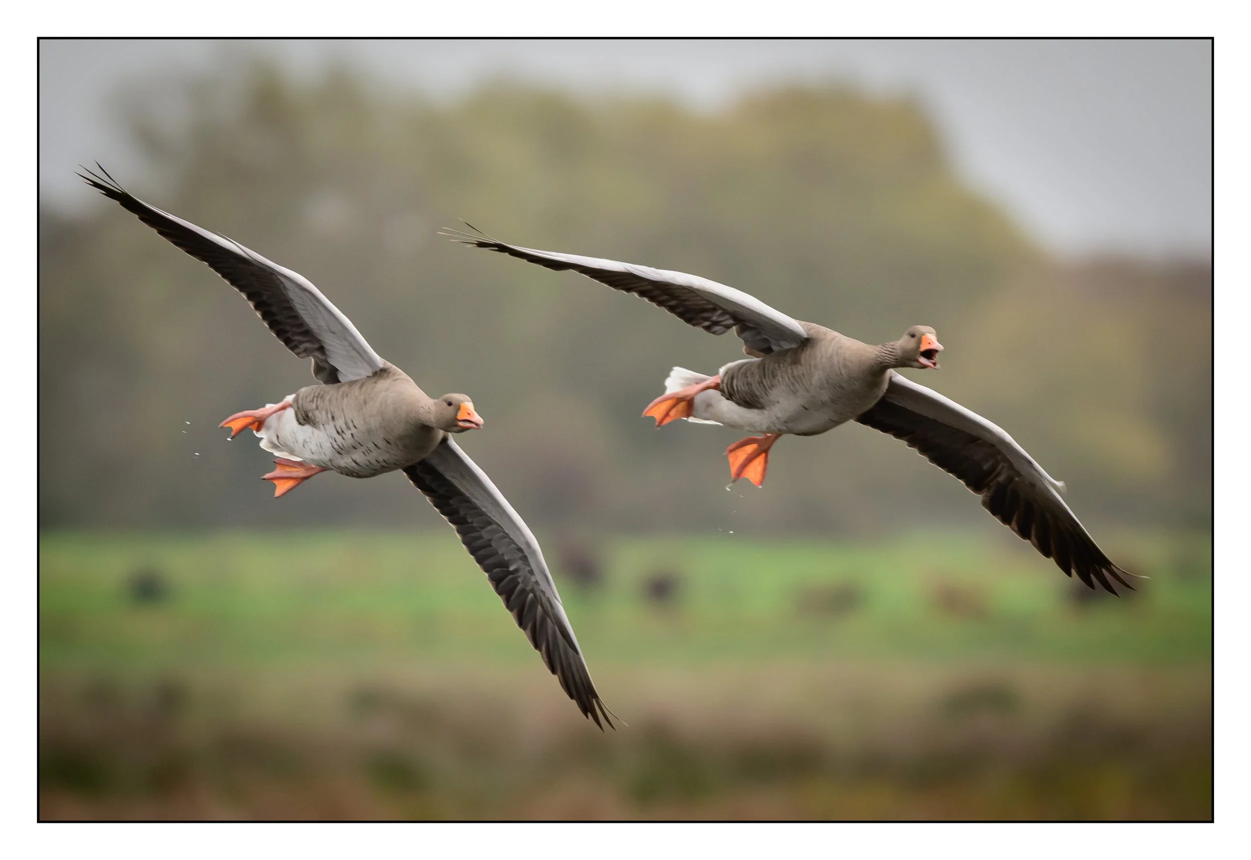 Greylag Geese