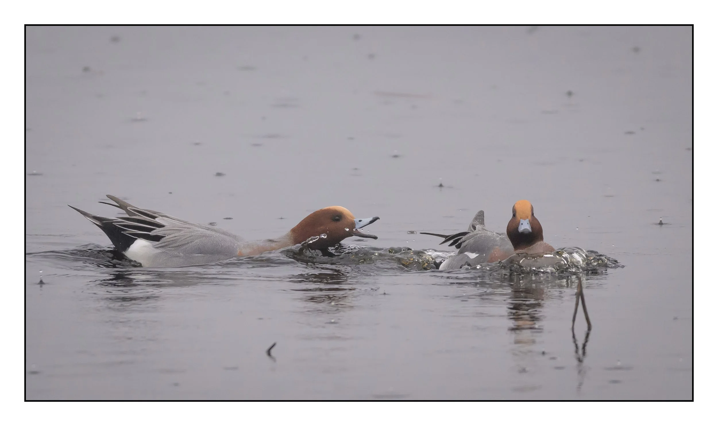 Wigeon
