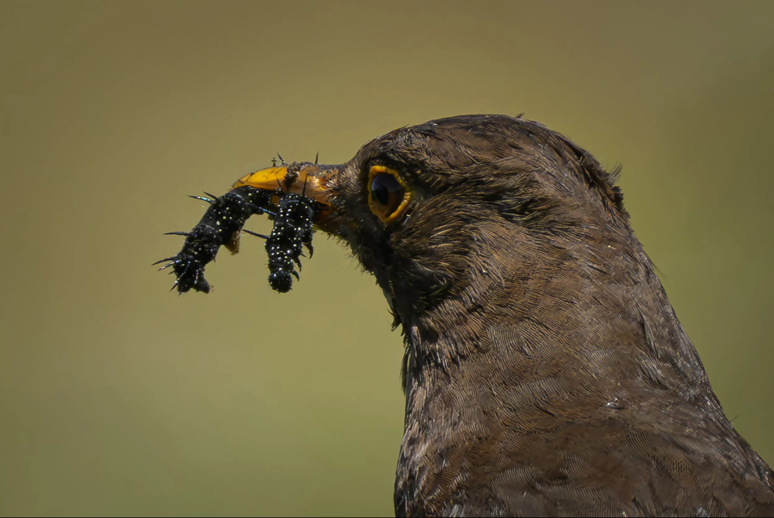 Song Birds_0045.jpg