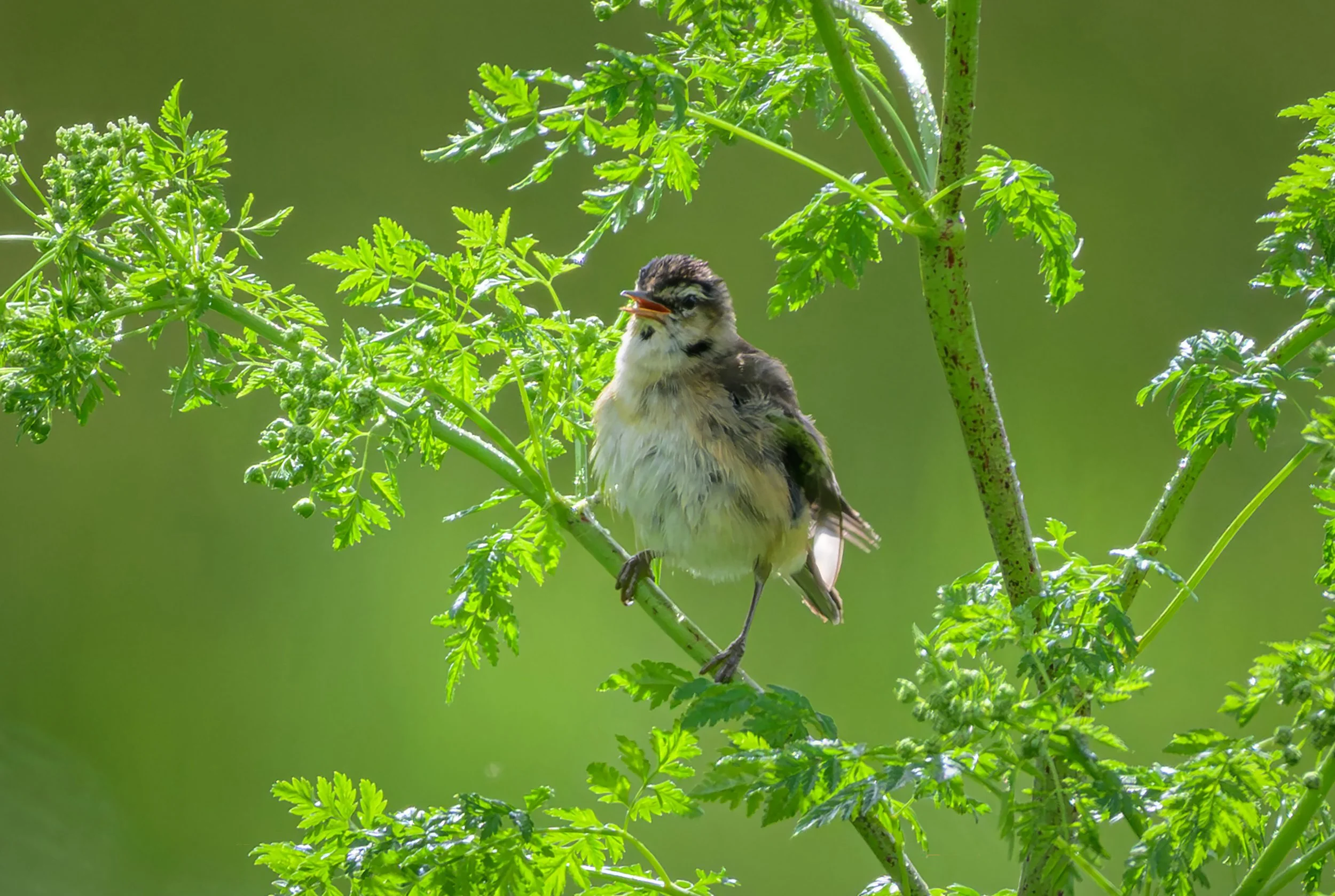 Song Birds_0036.jpg