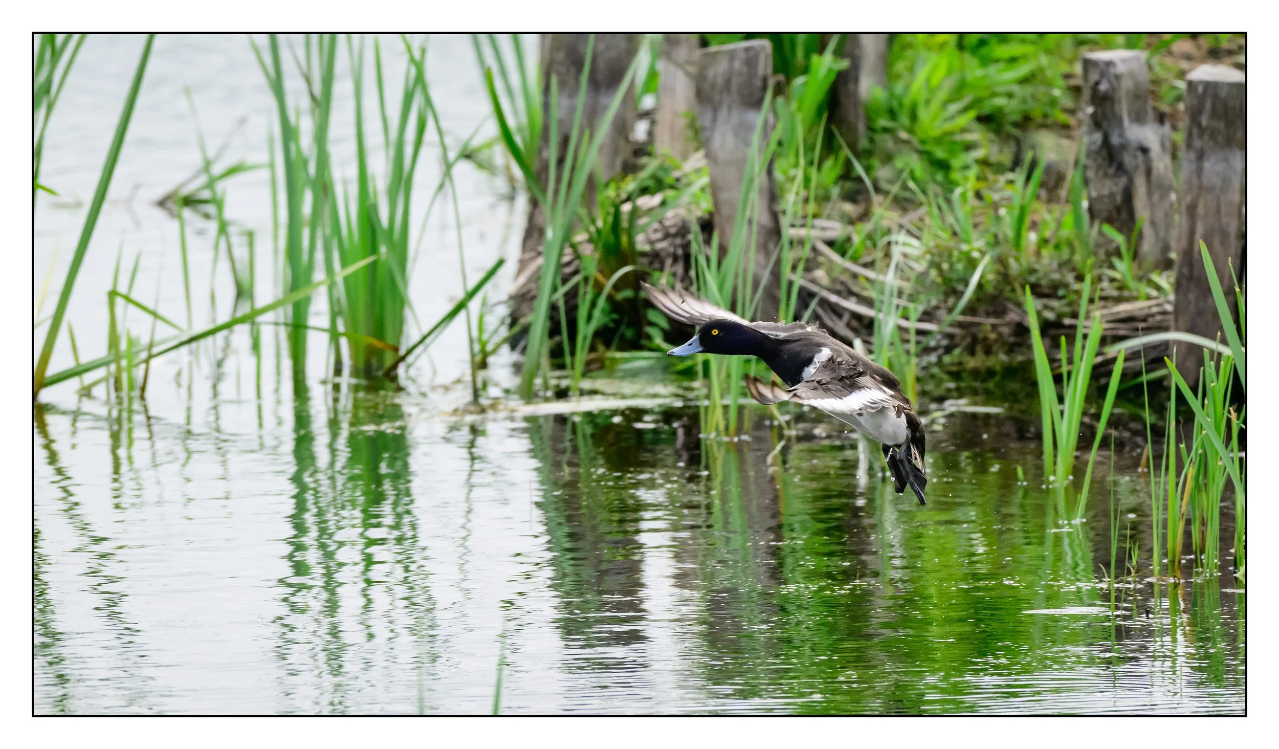 Tufted Duck