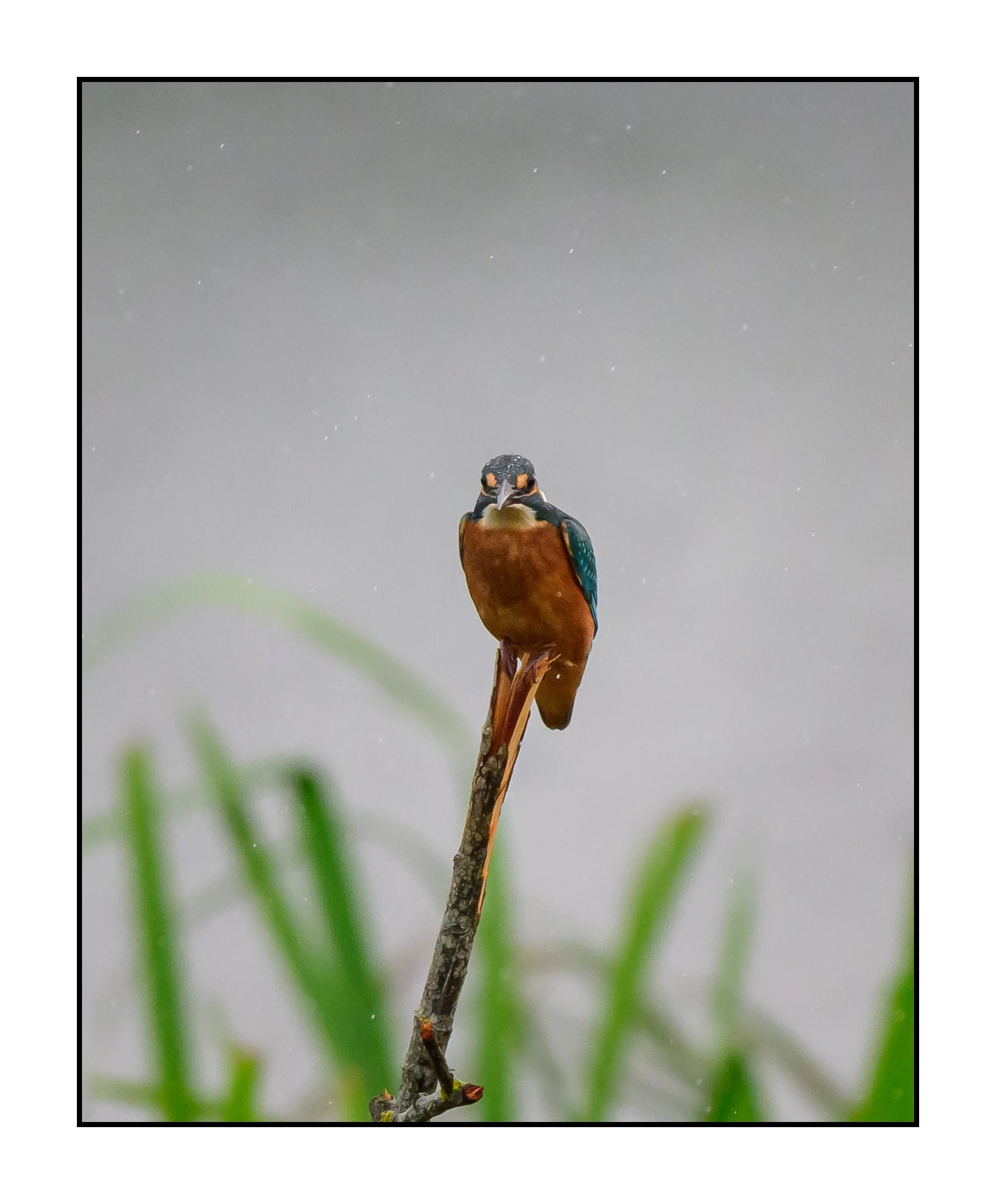 Kingfisher