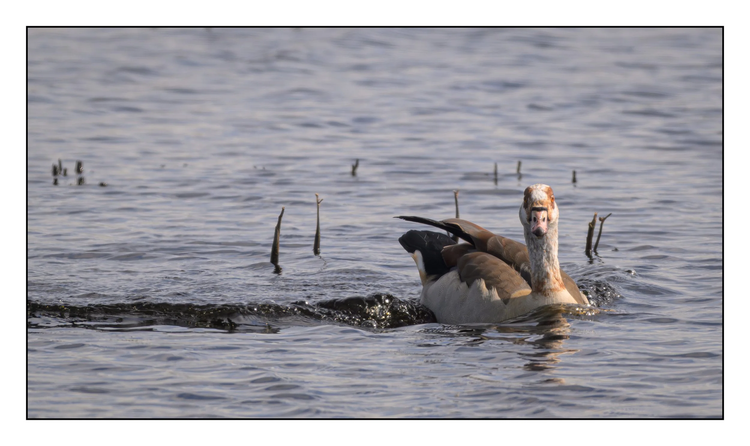 Egyptian Geese