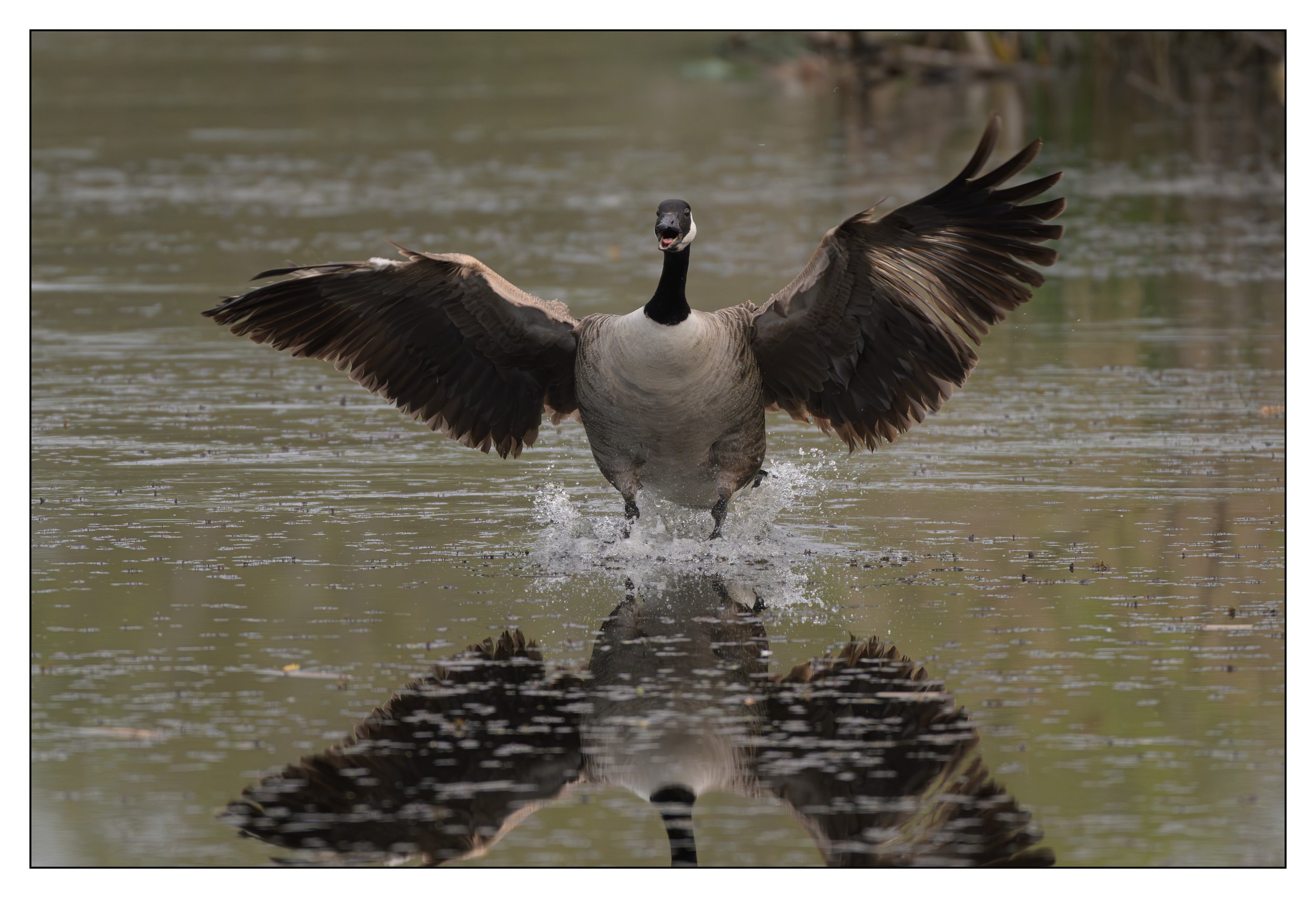 Canada Goose on a lake