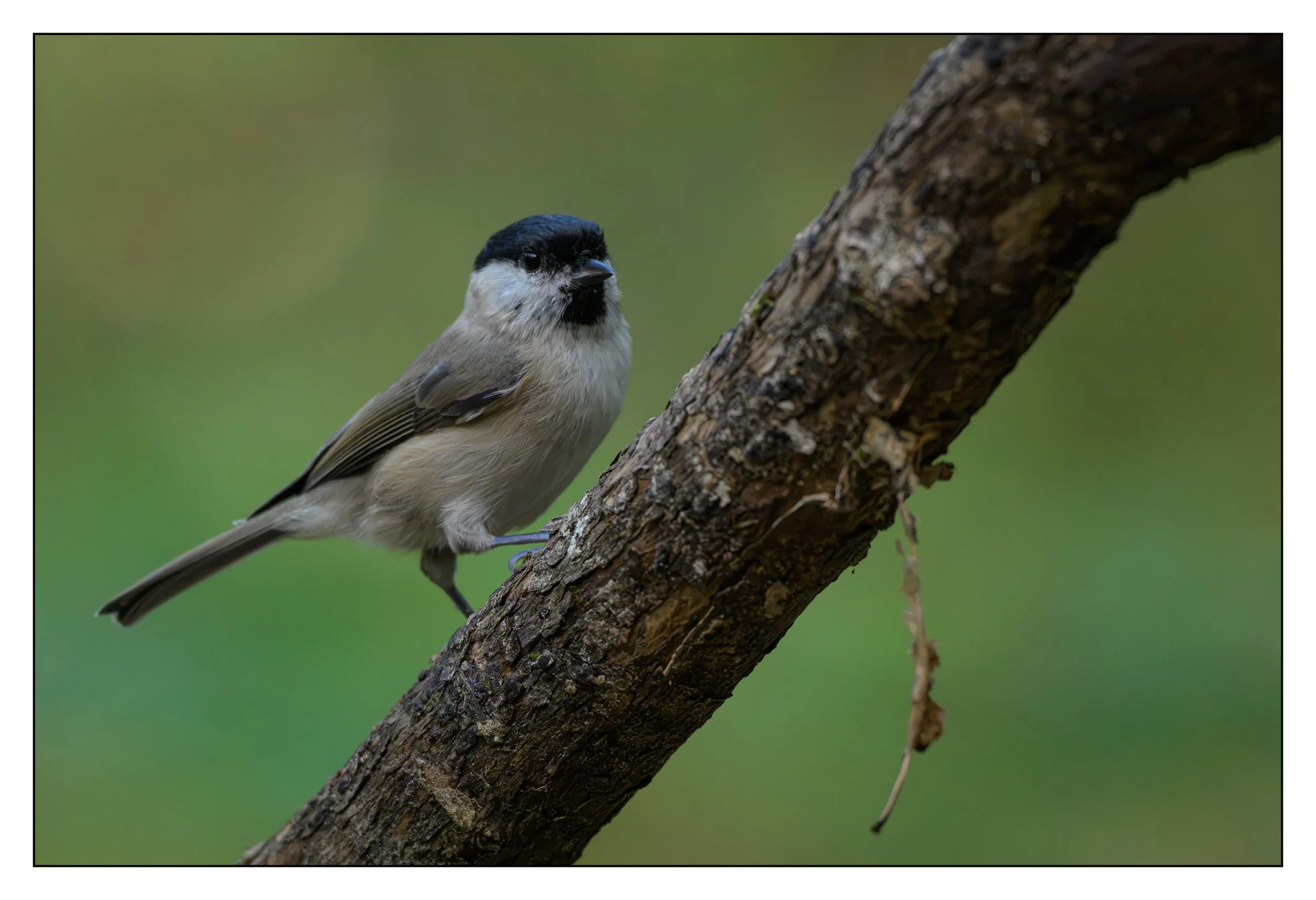 Marsh tit