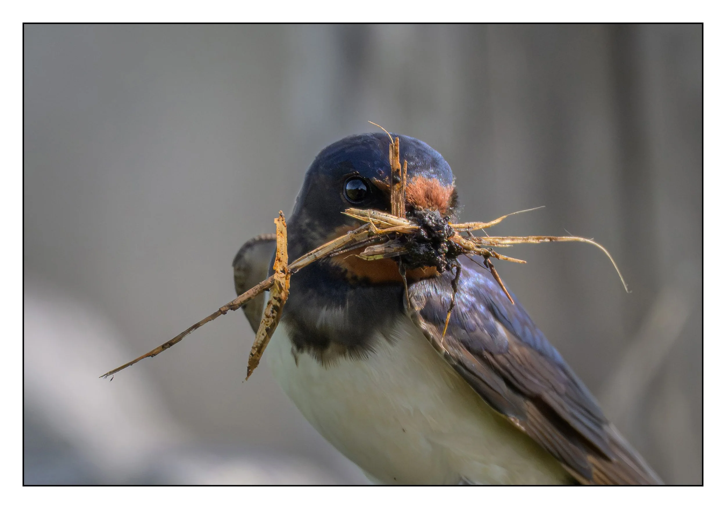Song Birds_0034.jpg