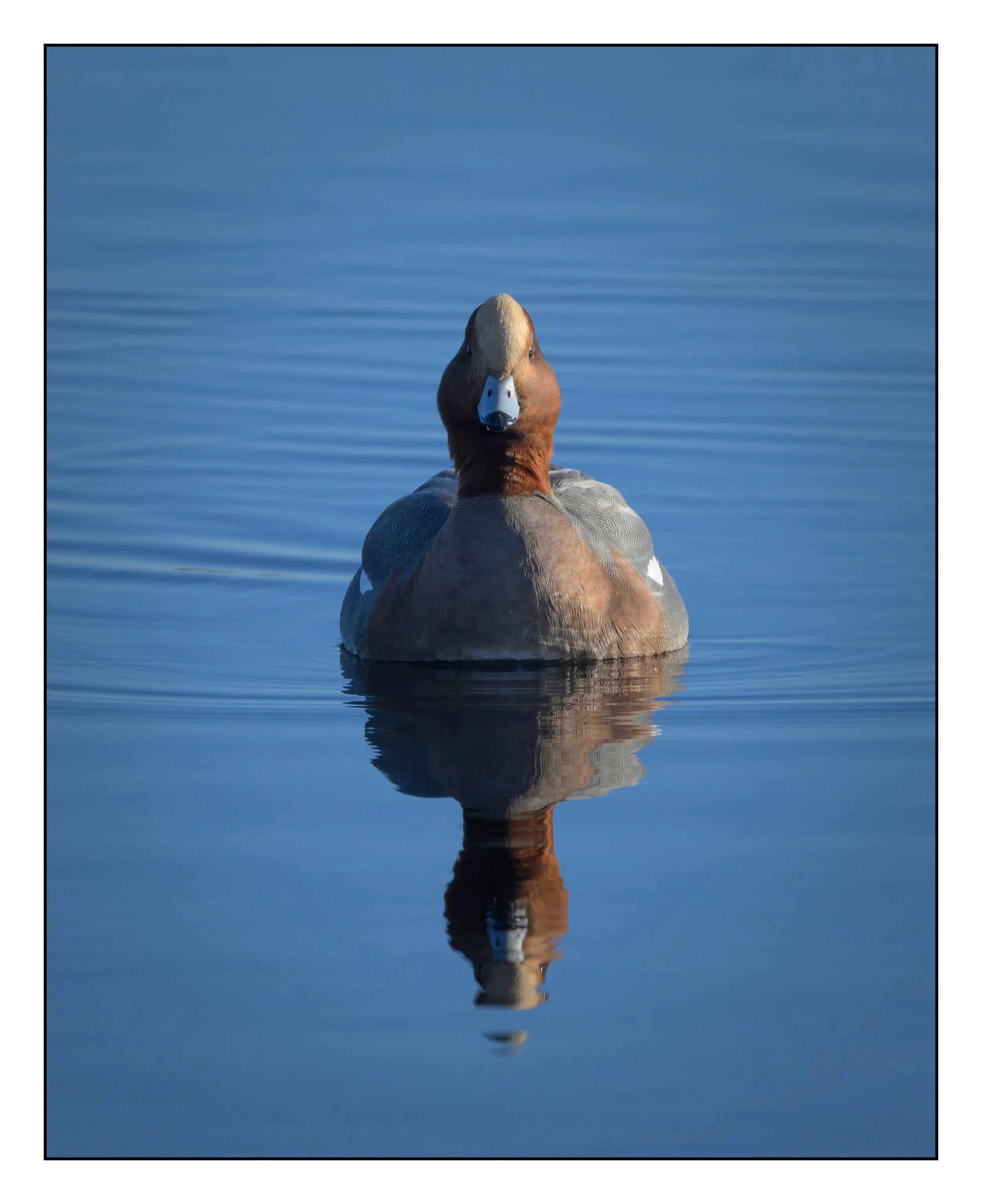 Wigeon