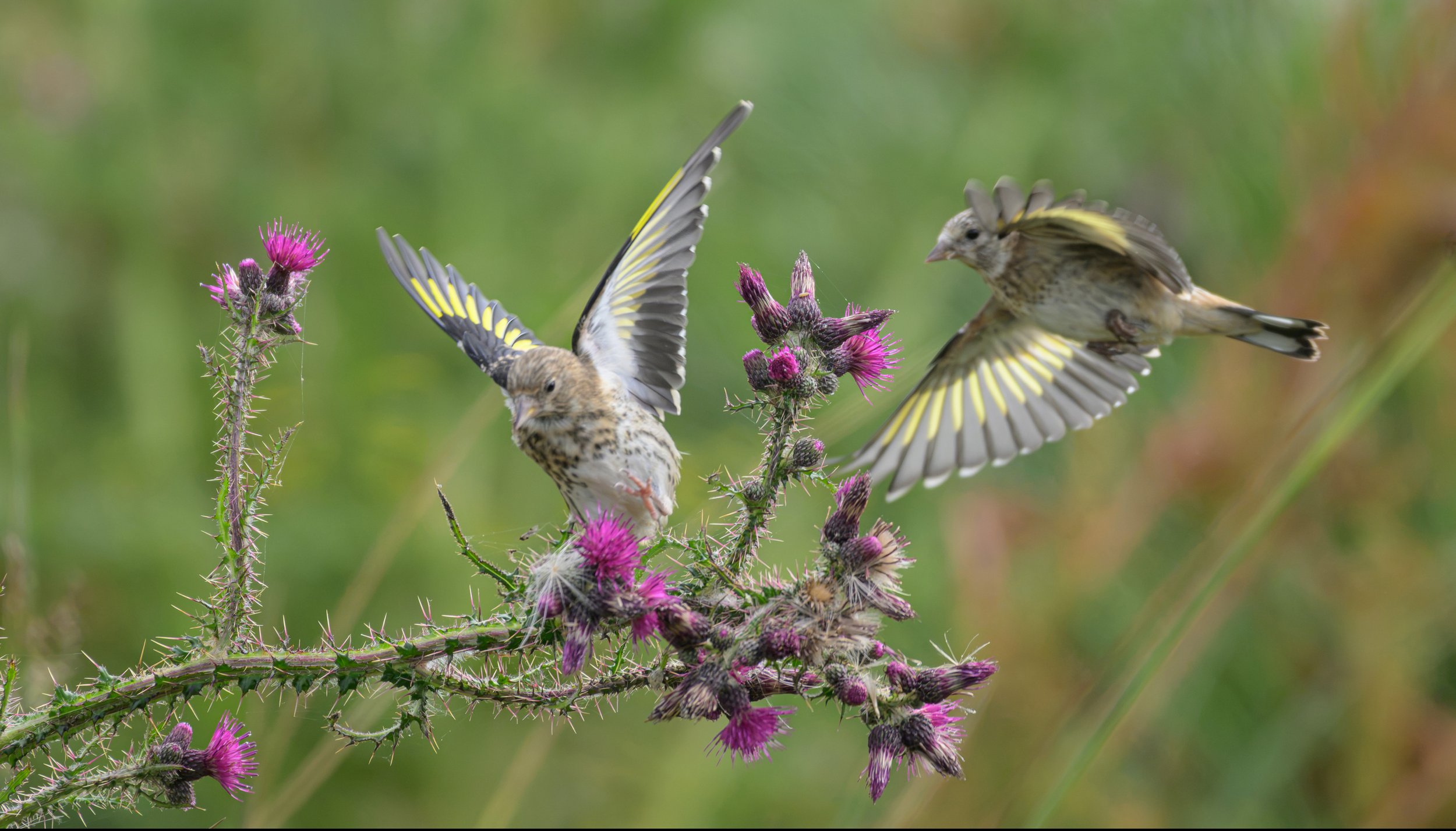Song Birds_0055.jpg