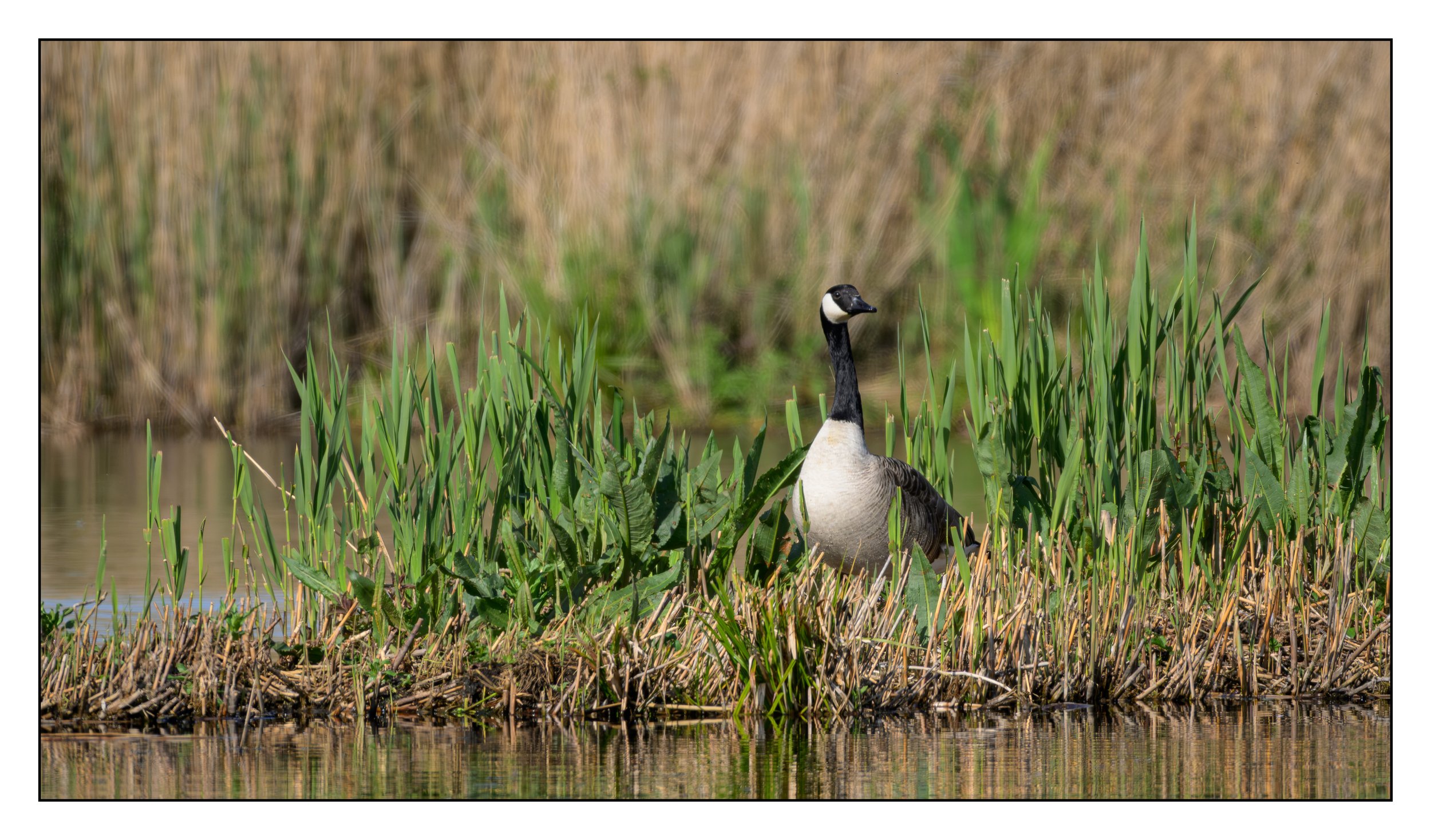 Canada Goose