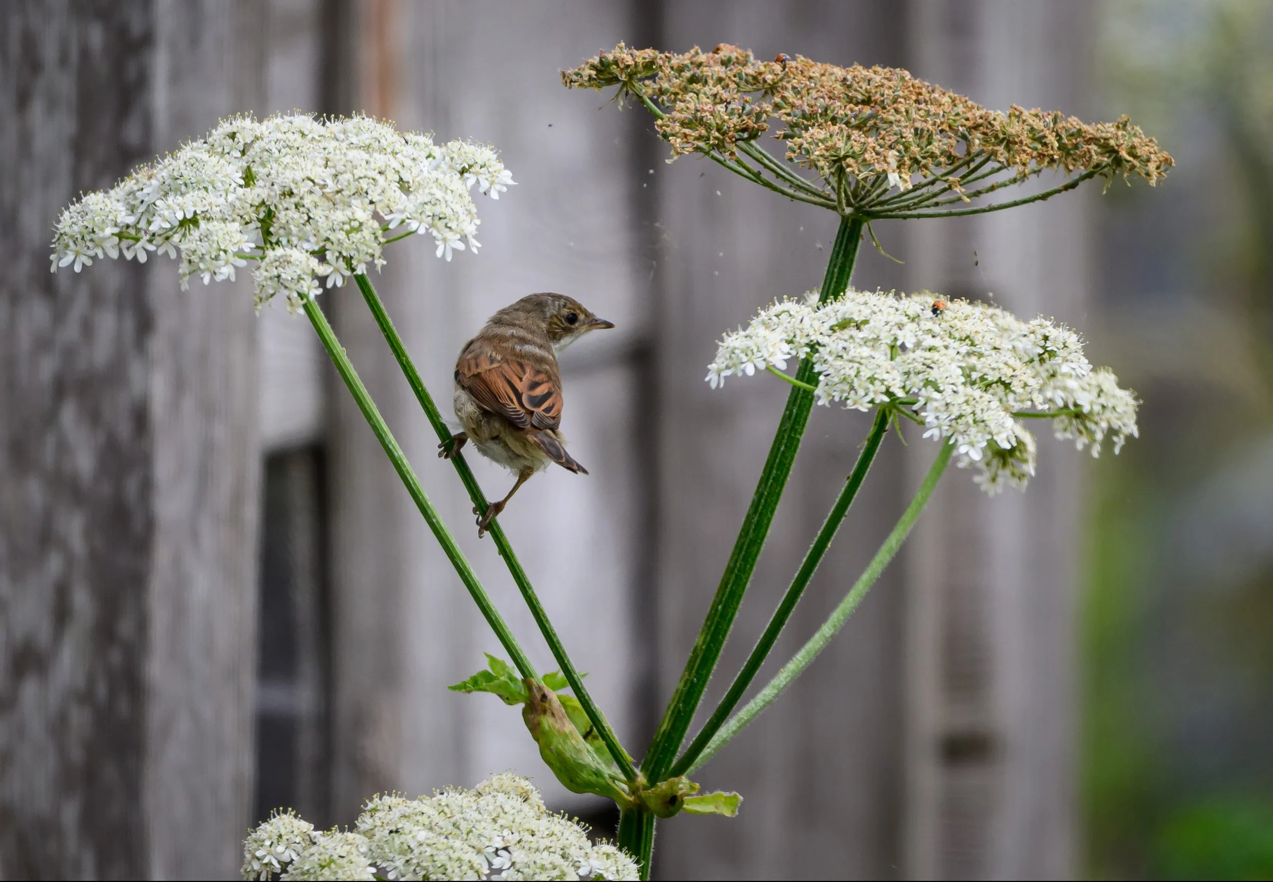 Song Birds_0001.jpg