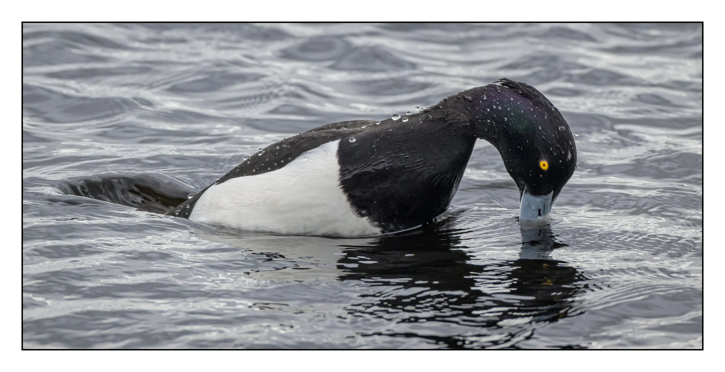 Tufted Duck