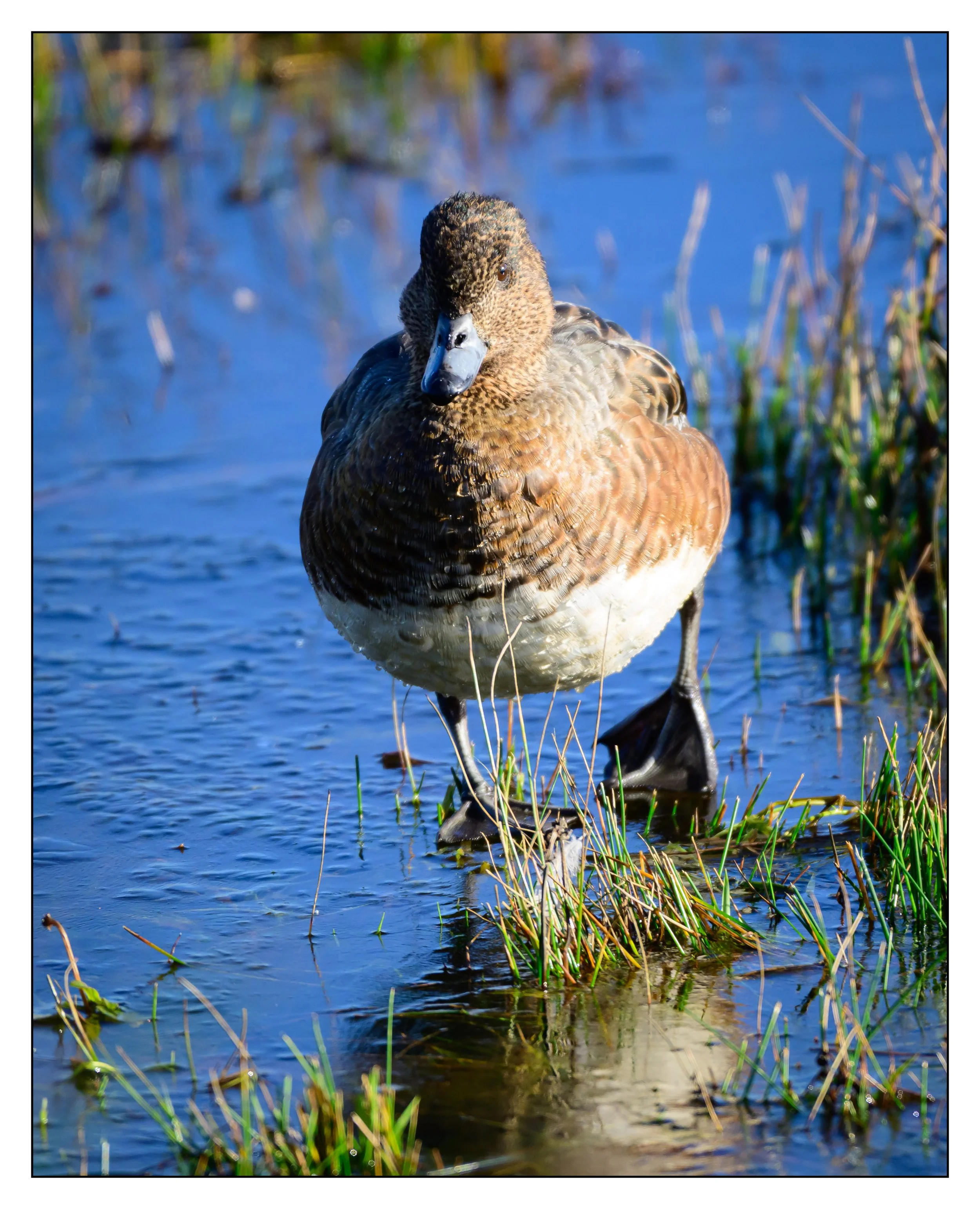 Wigeon