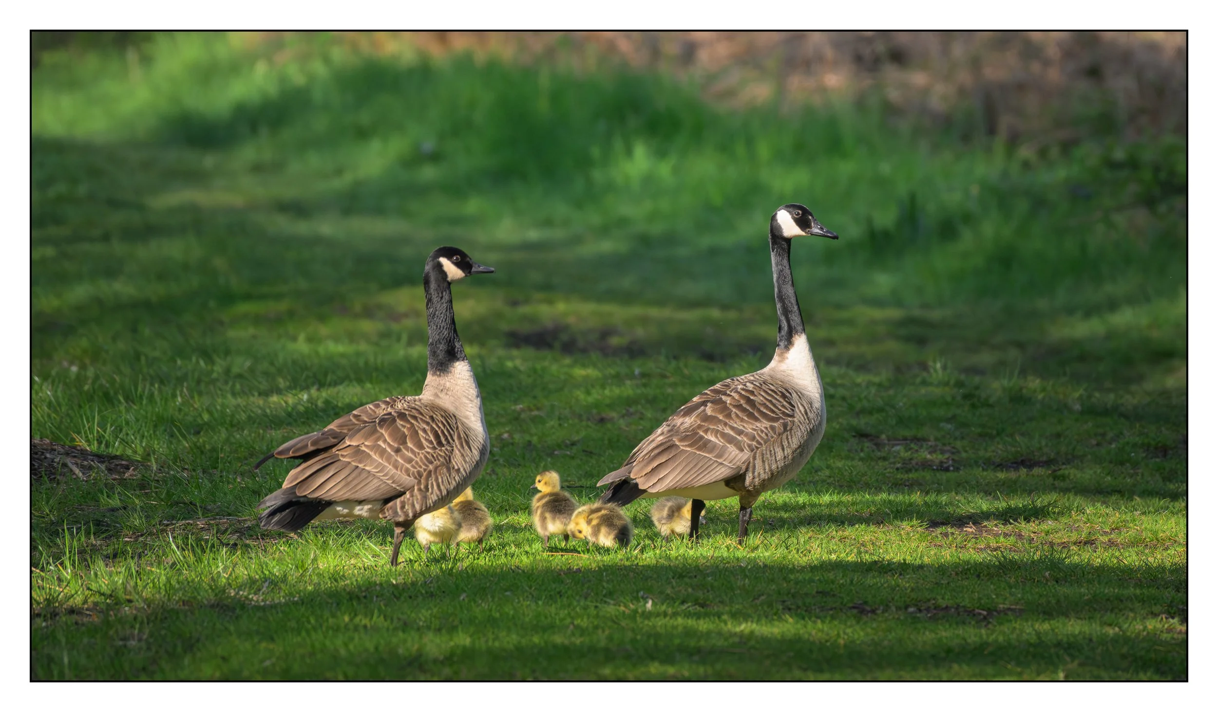 Canada Geese