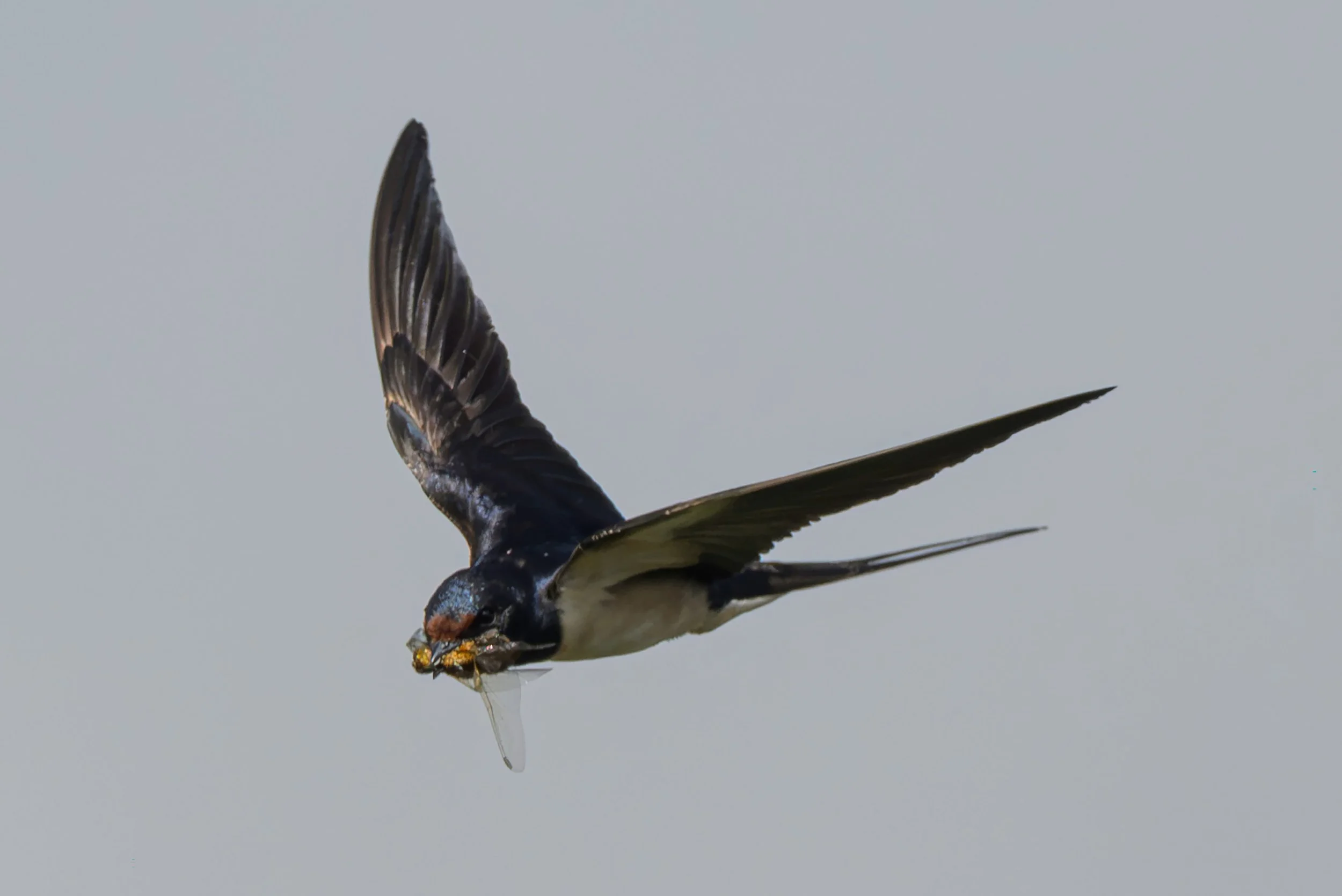 Song Birds_0061.jpg