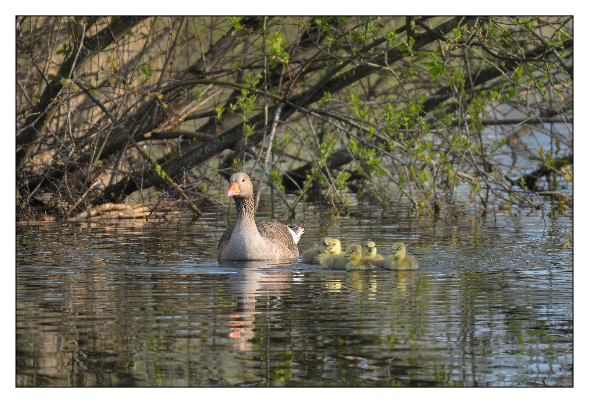Greylag Geese