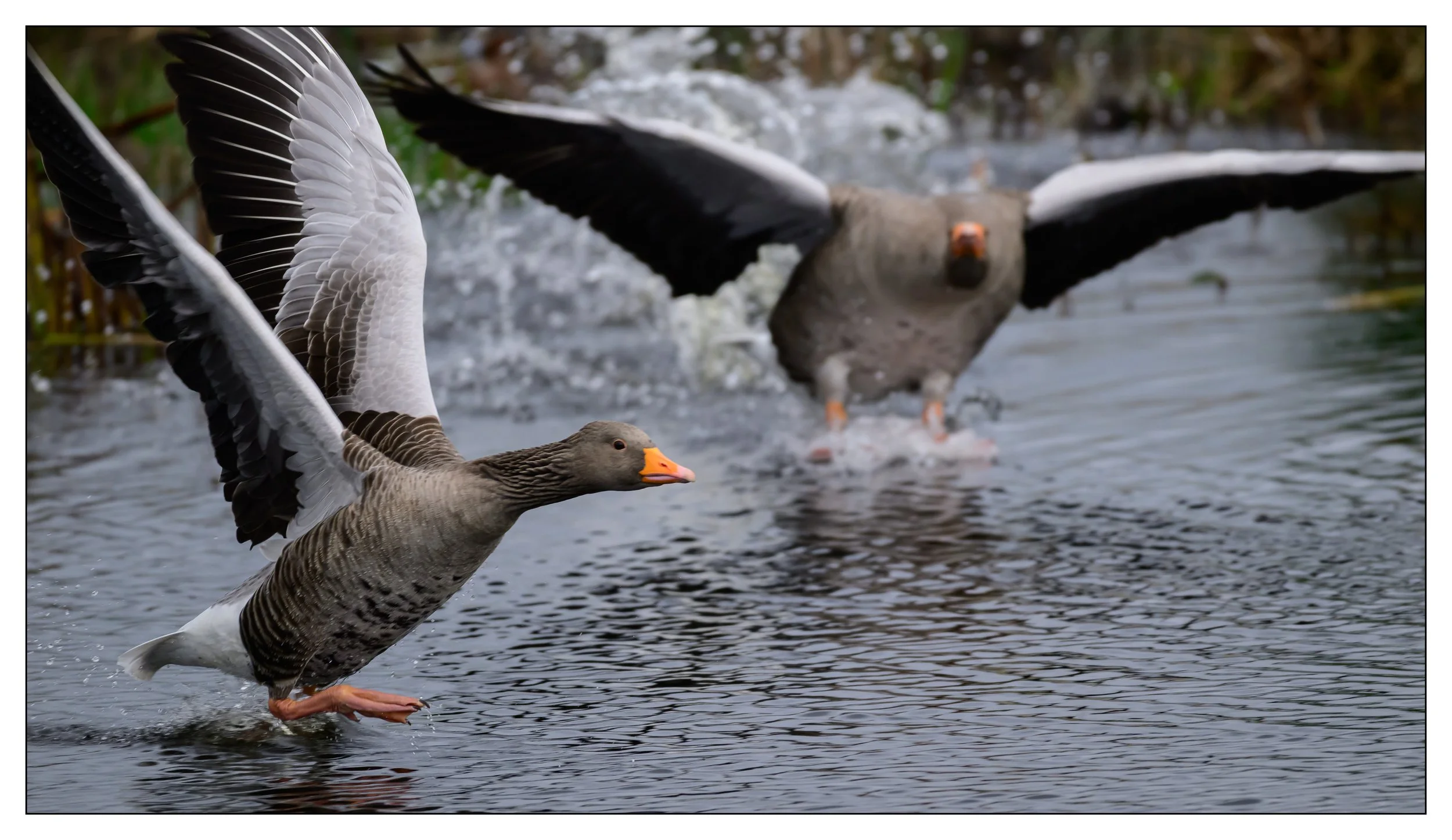 Greylag Geese
