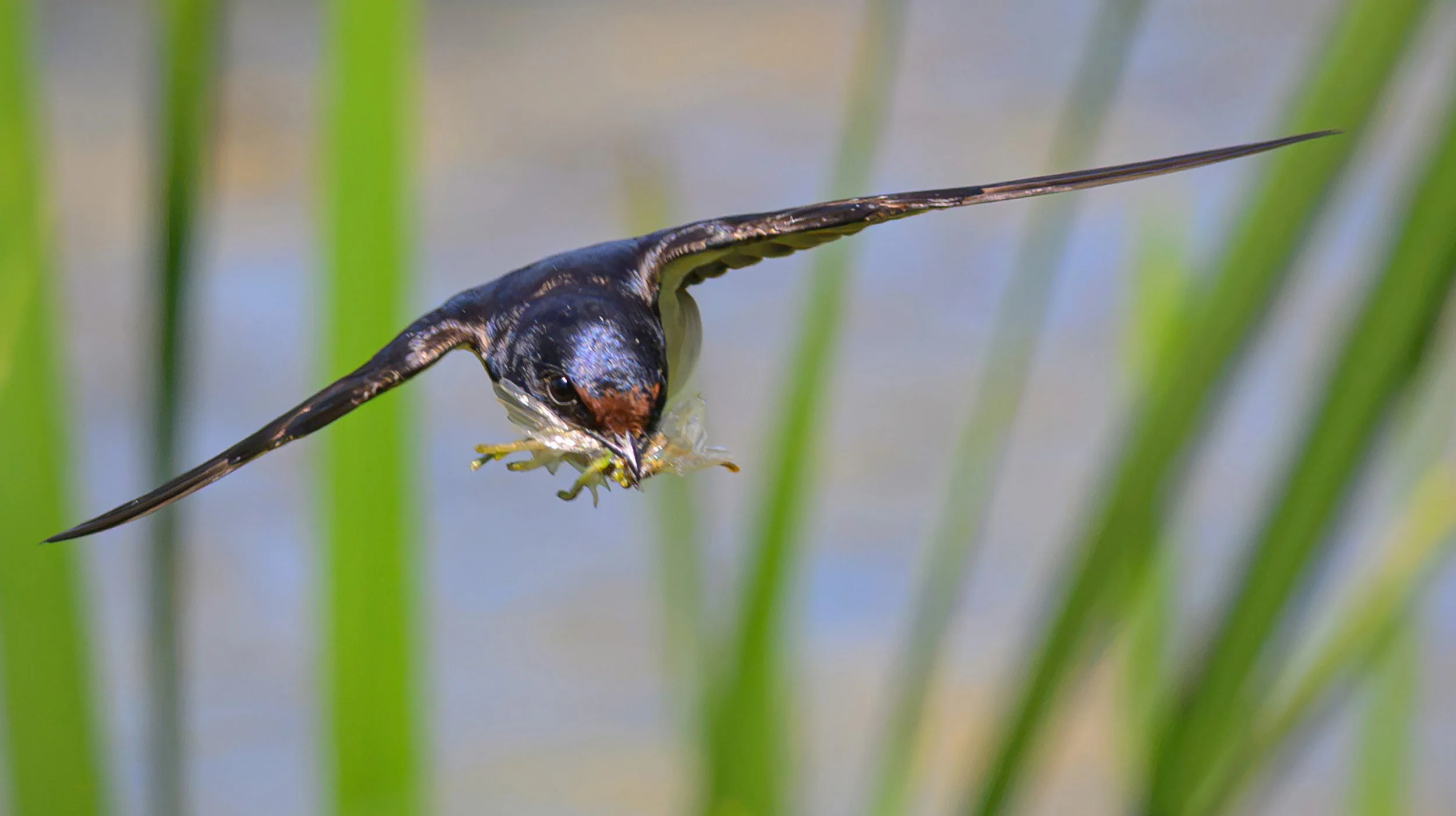 Song Birds_0052.jpg