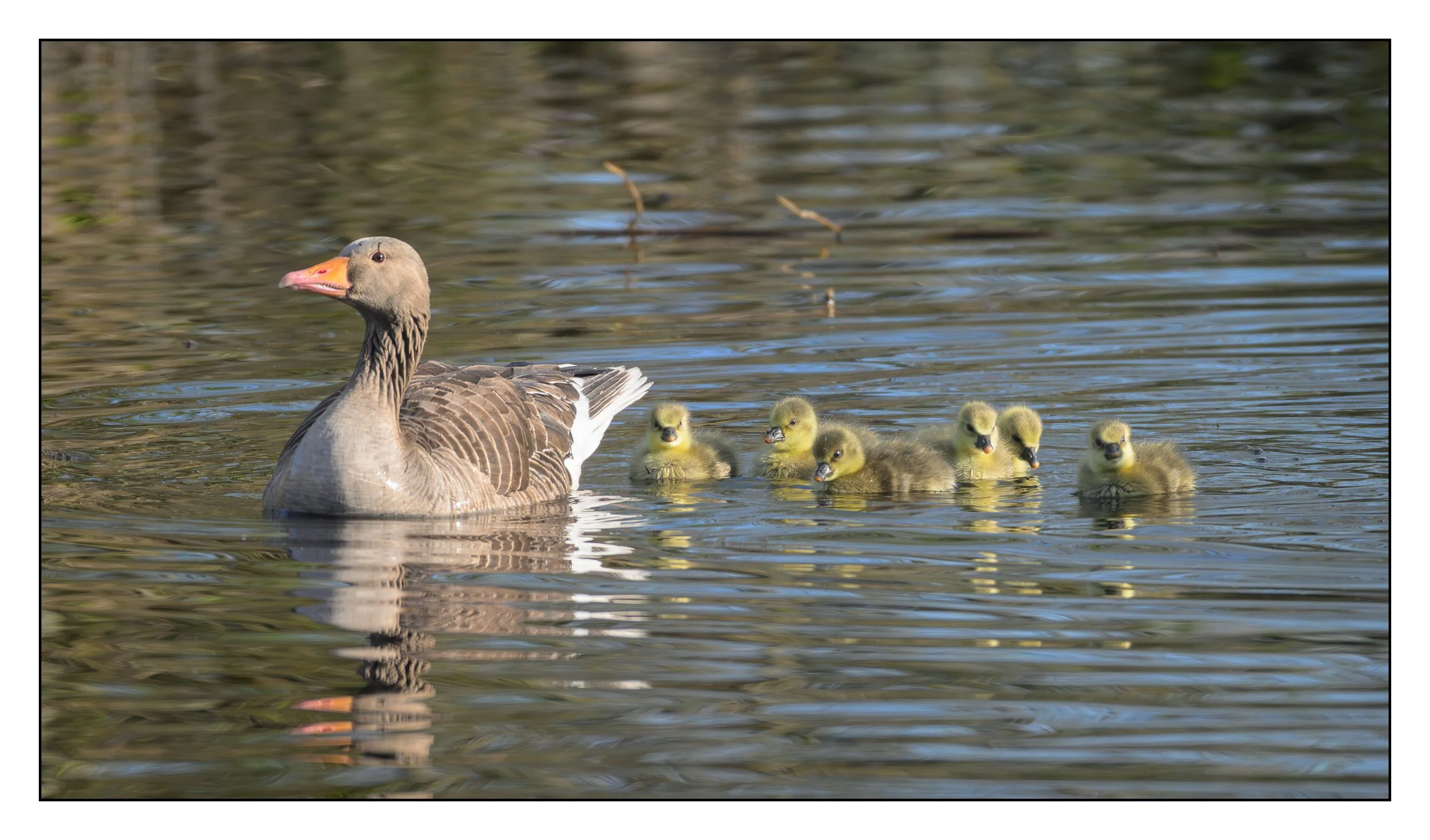 Greylag Geese