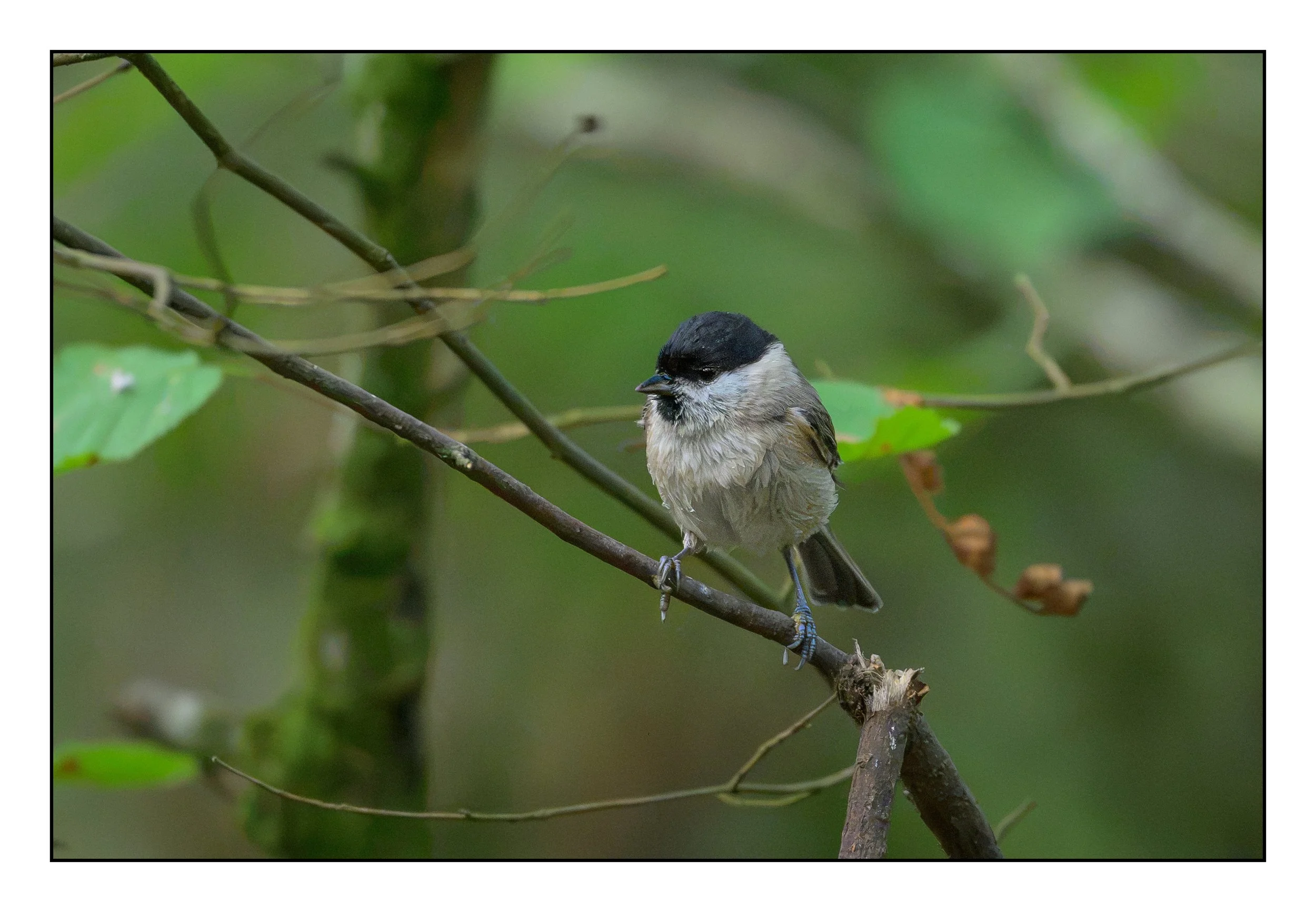 Marsh Tit