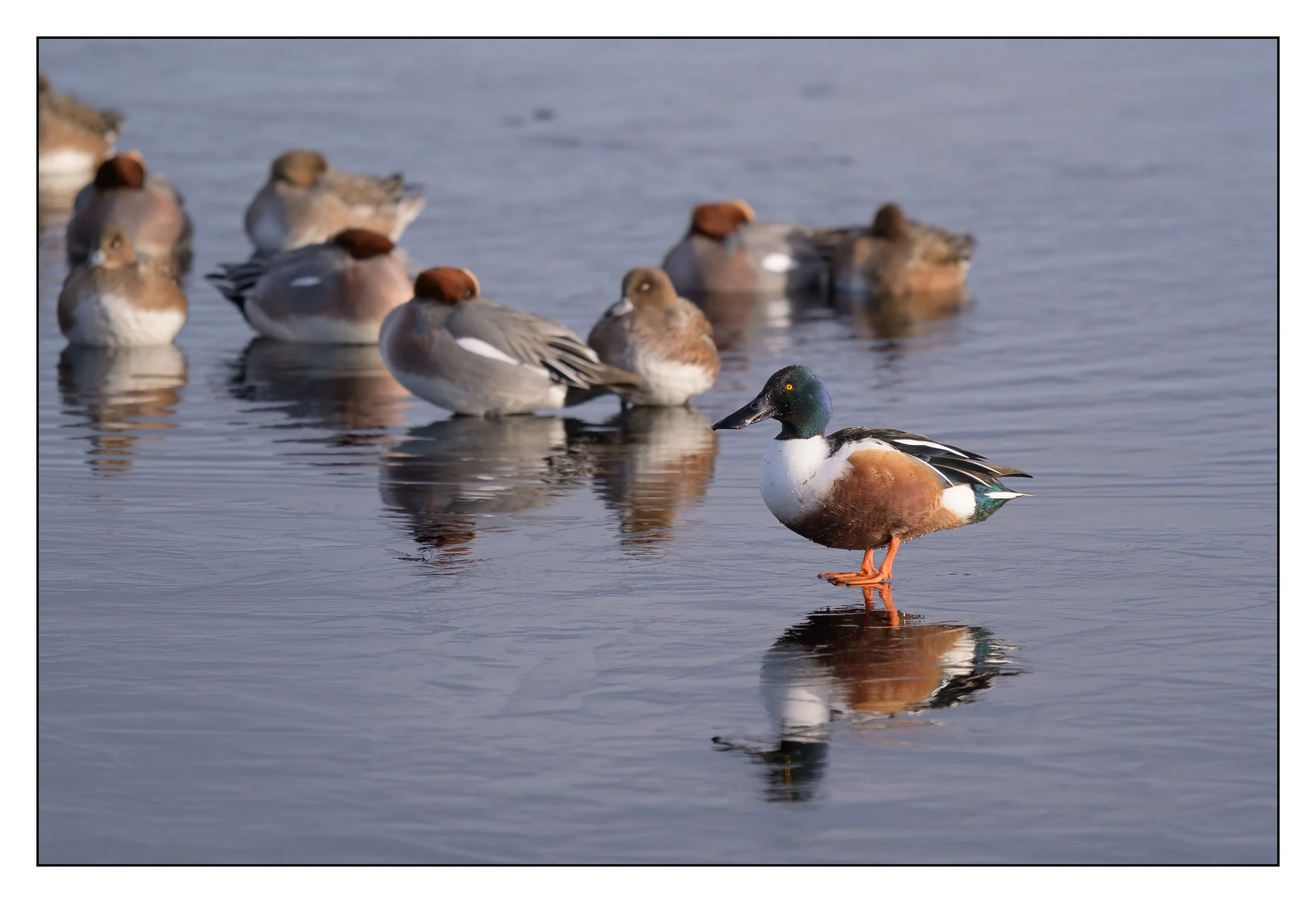 Northern Shoveler