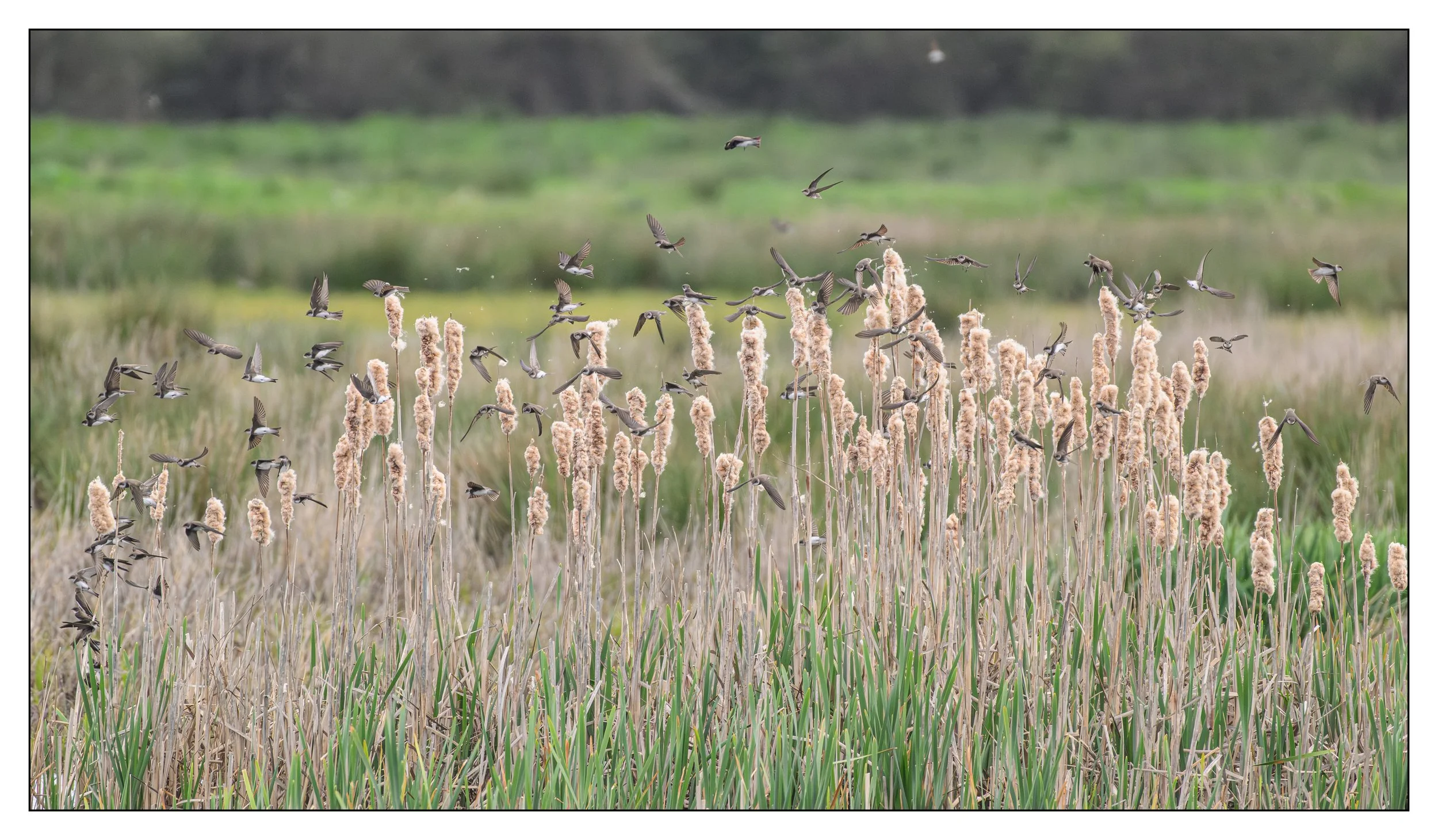Song Birds_0027.jpg