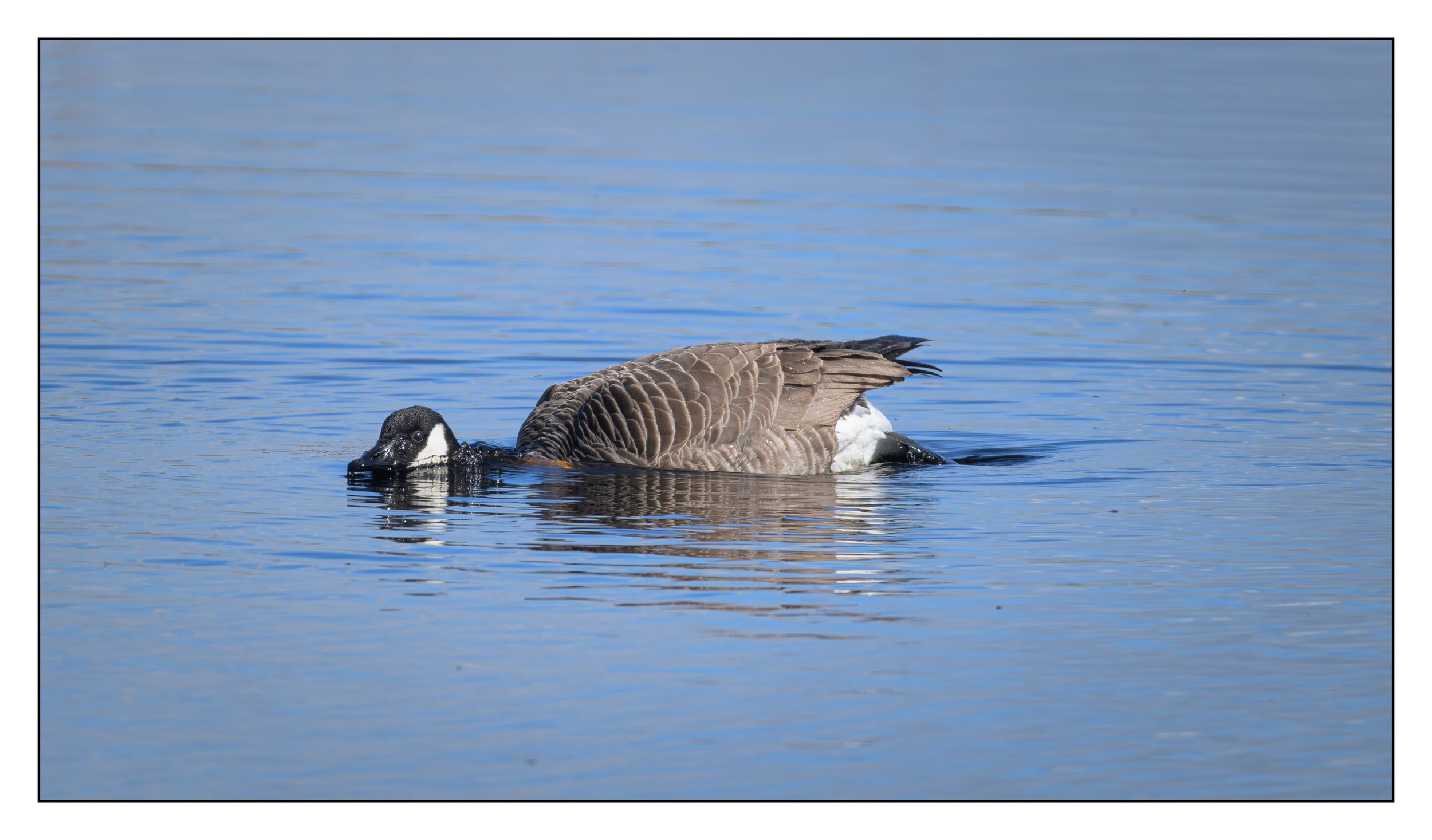 Canada Goose