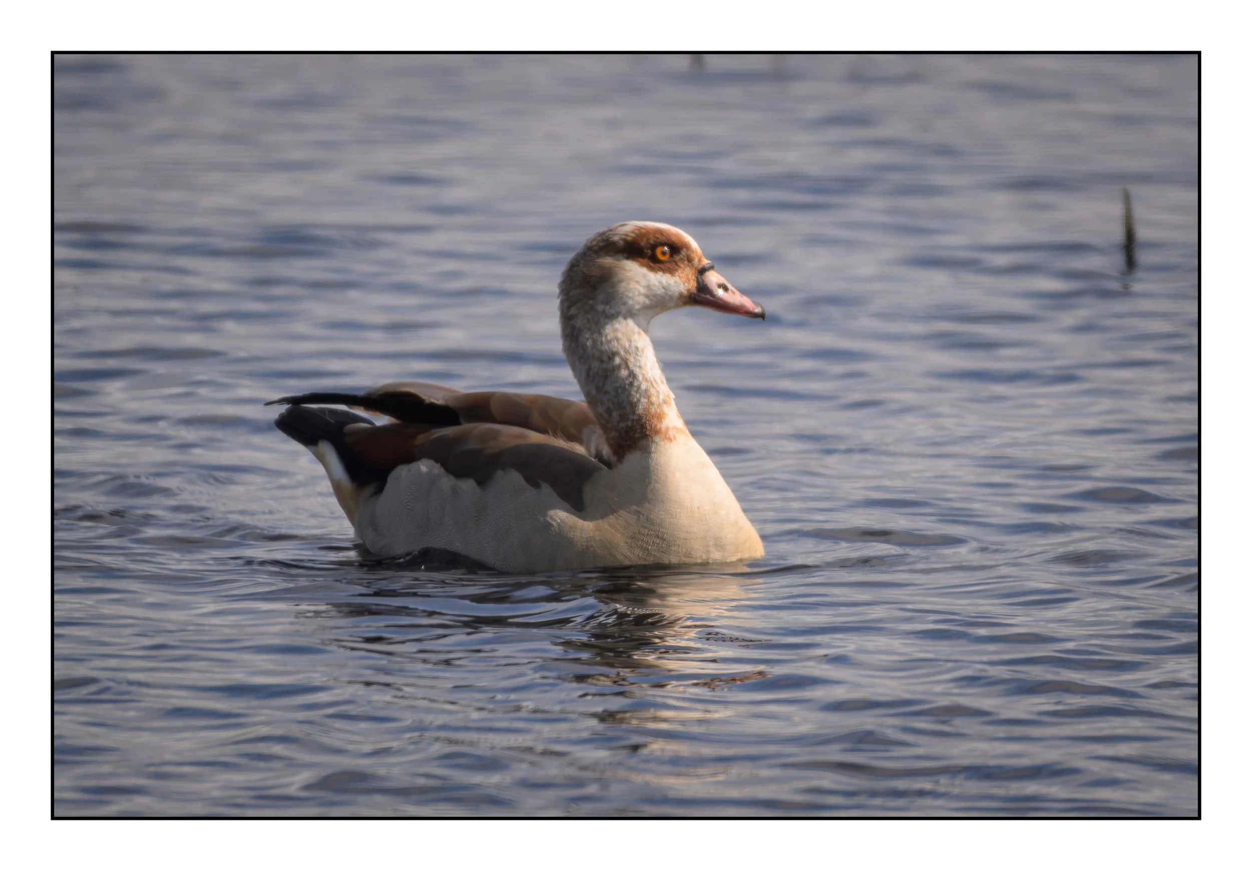 Egyptian Geese